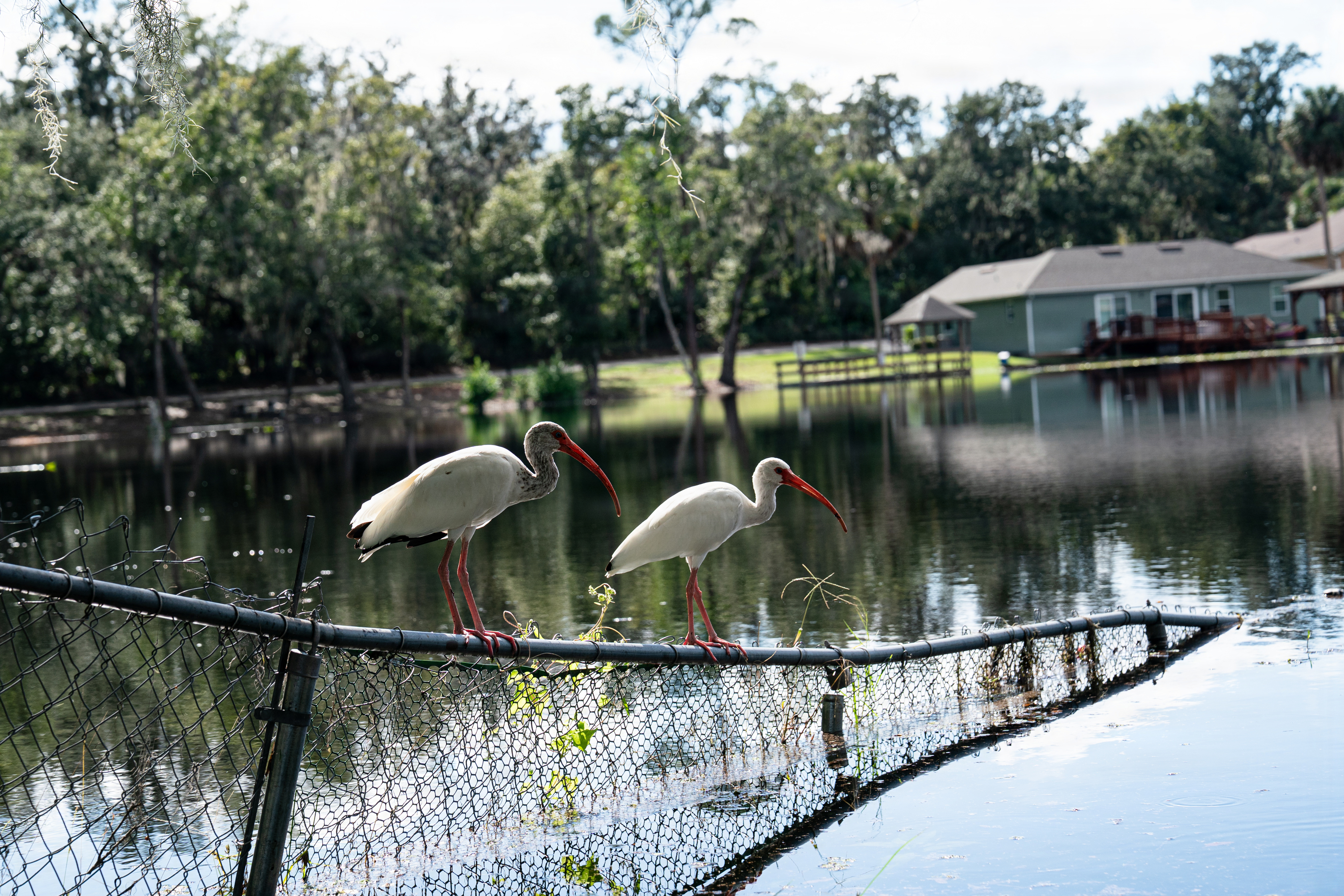 Two white ibis perched on a chain-link fence partially submerged in floodwater.