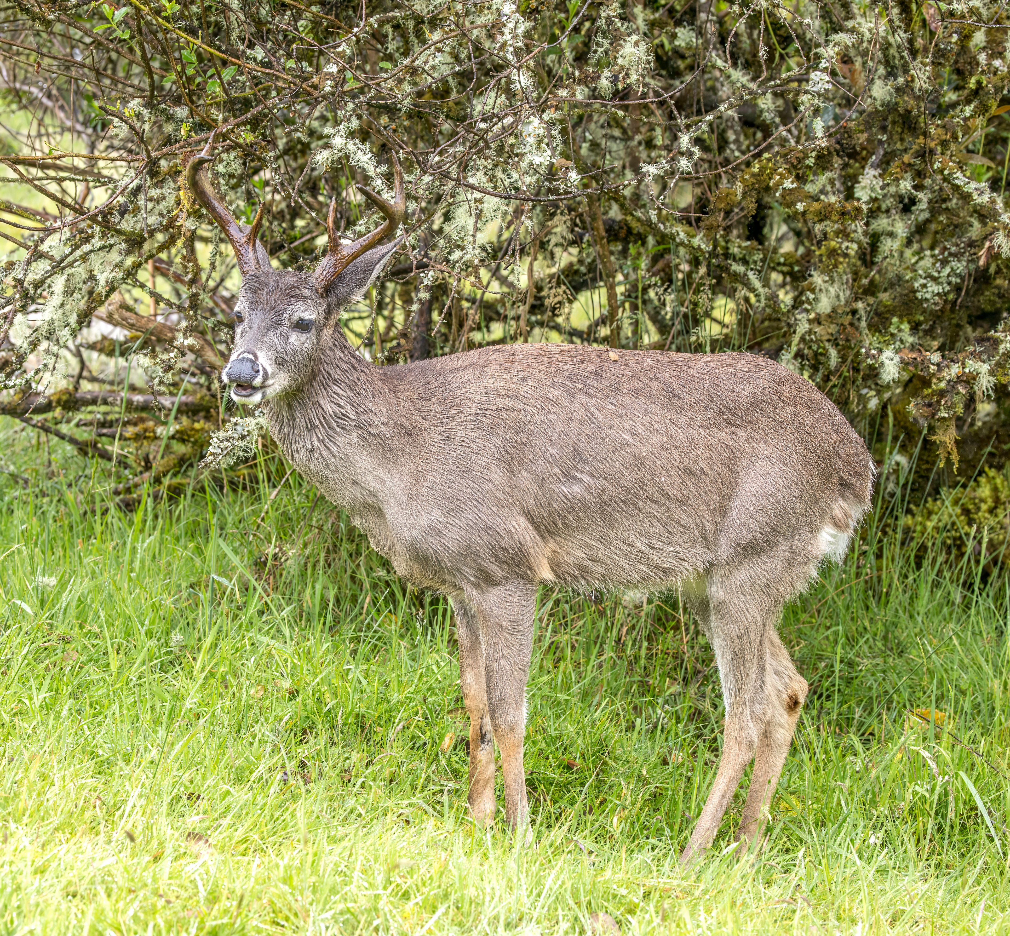 A young male white-tailed deer with small antlers stands in green grass.