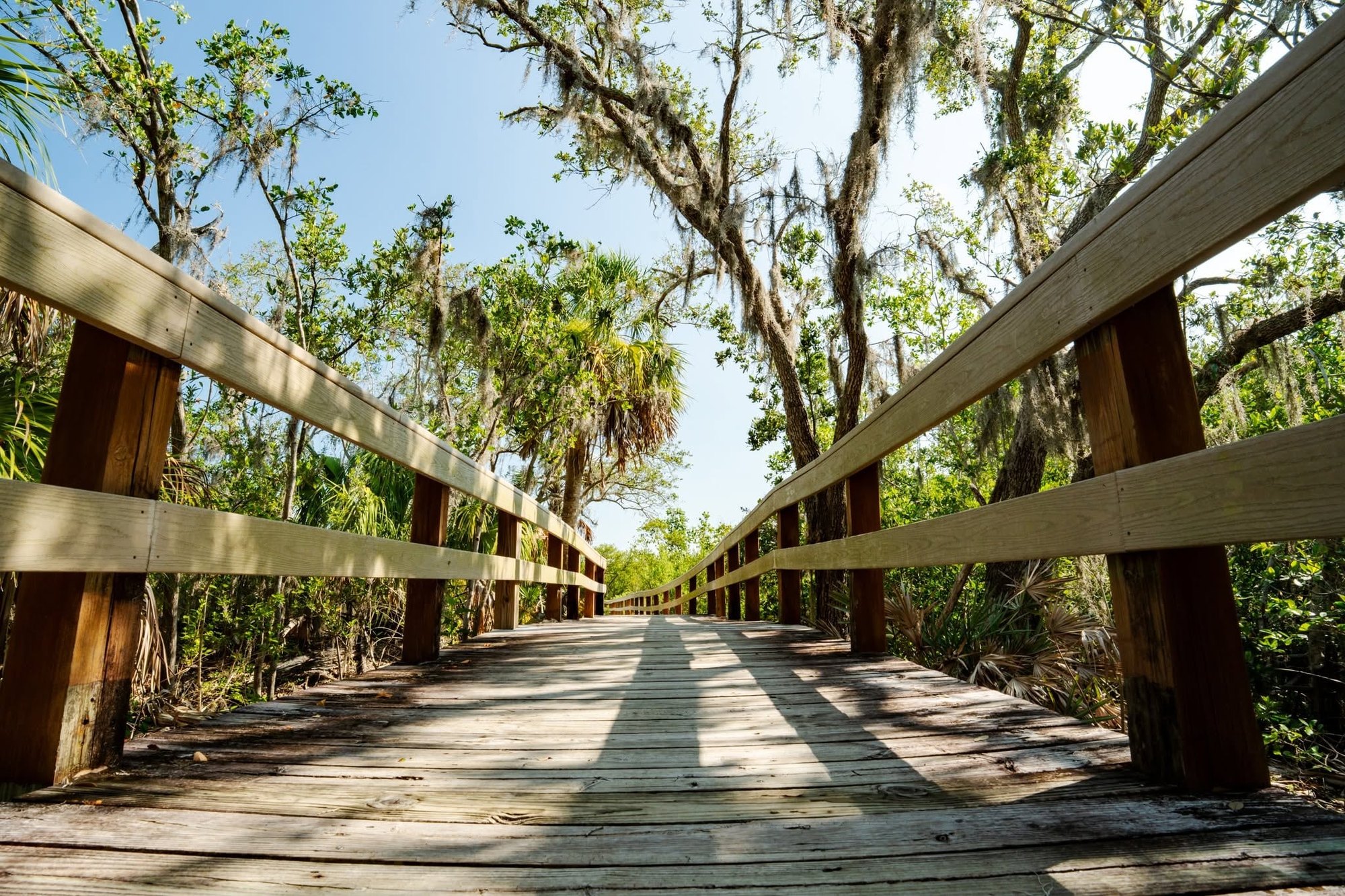 Wooden boardwalk with railings stretching through a shaded, moss-draped wetland forest.