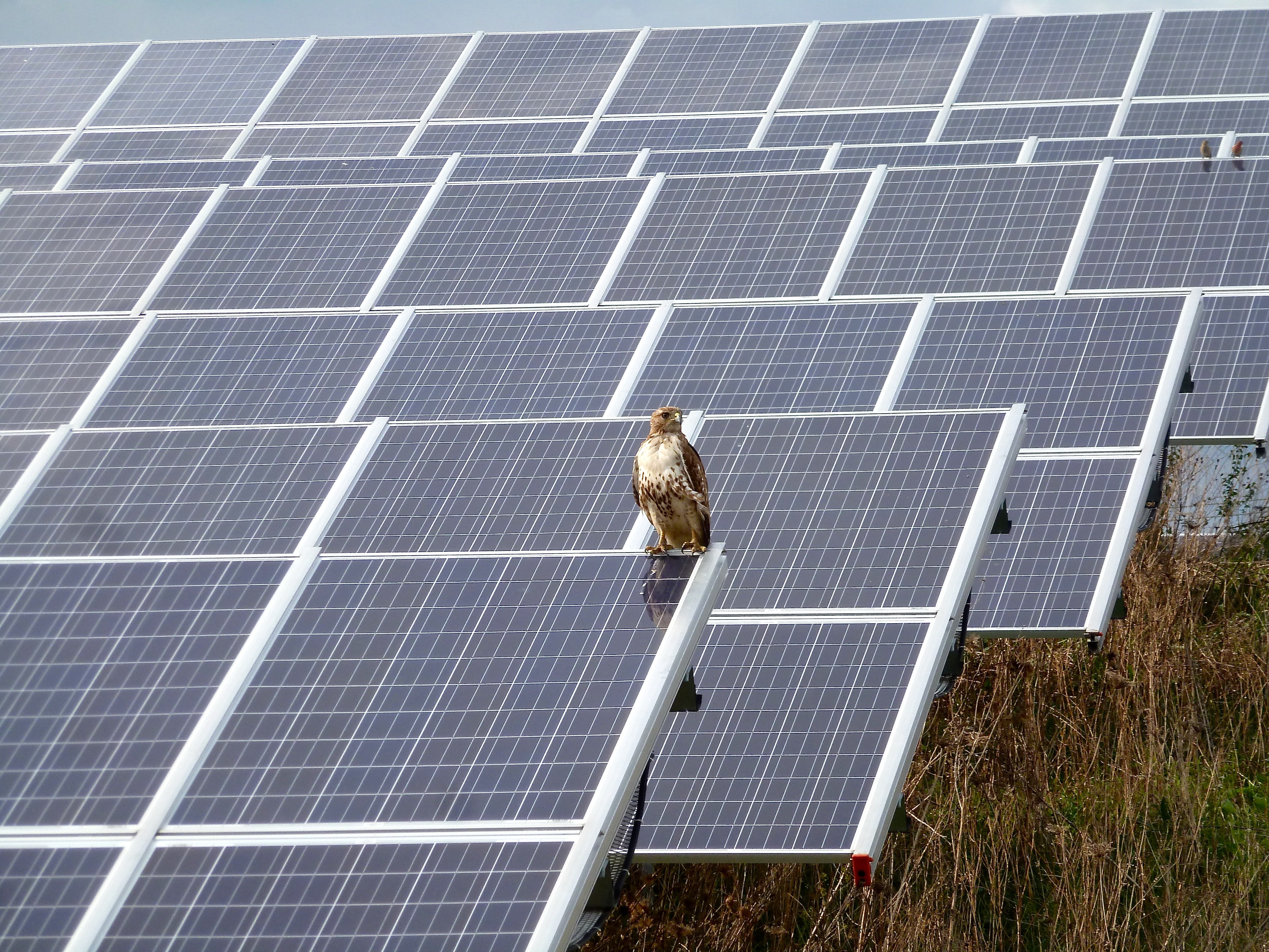 Rows of blue solar panels on a ground-mounted array with a hawk perched on the frame.