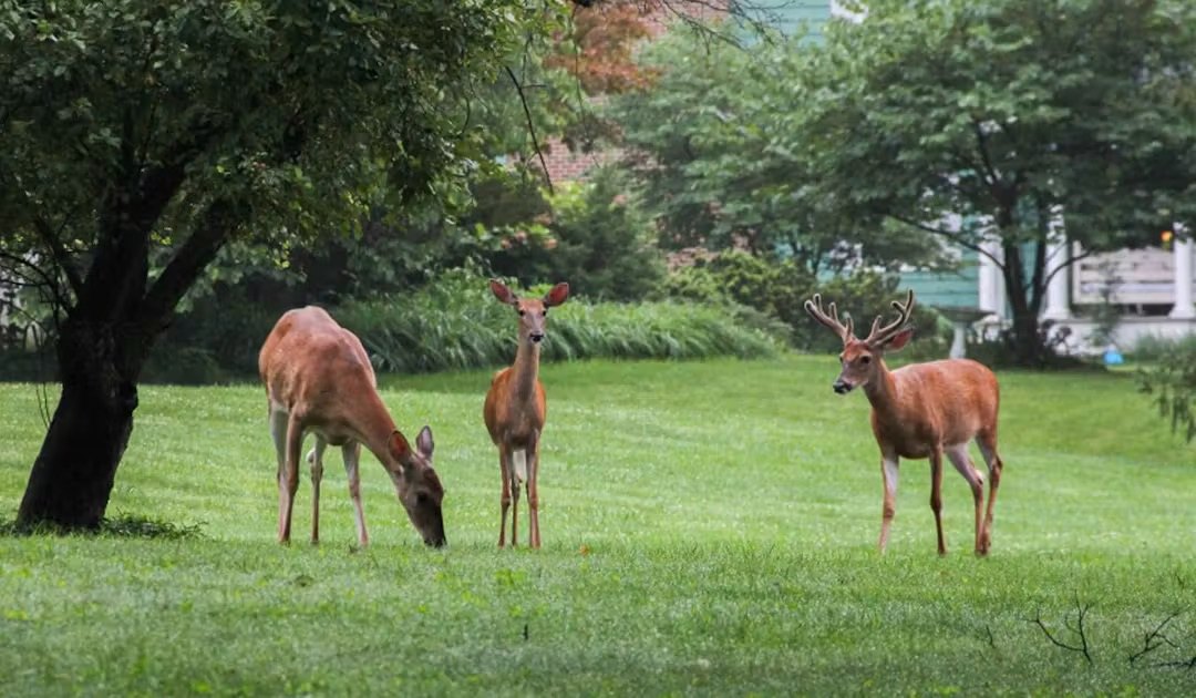 Three white-tailed deer, including a buck, on a green suburban lawn near trees.