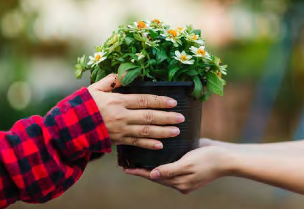 Two pairs of hands exchange a small potted flowering plant outdoors.