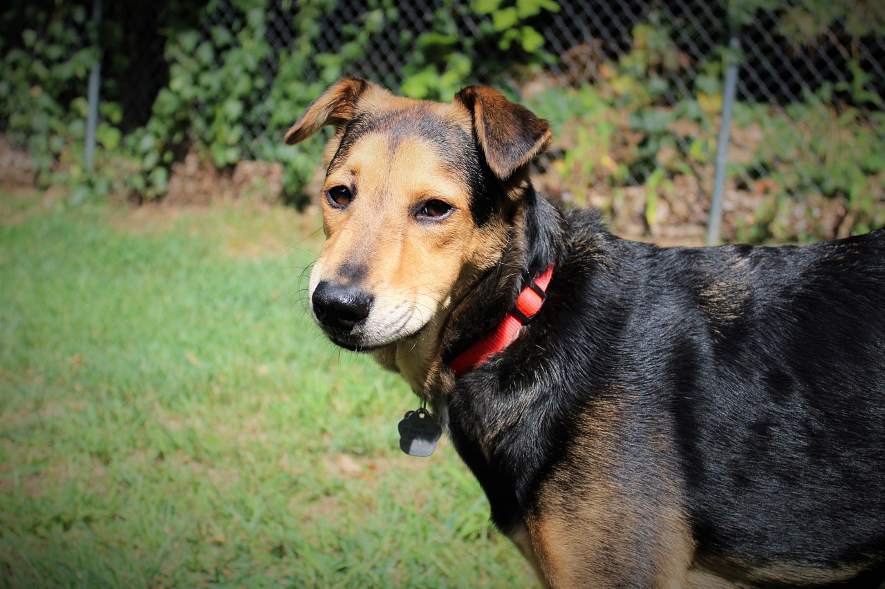 Dog, animal, rescue dog, pet, shelter dog, shepherd