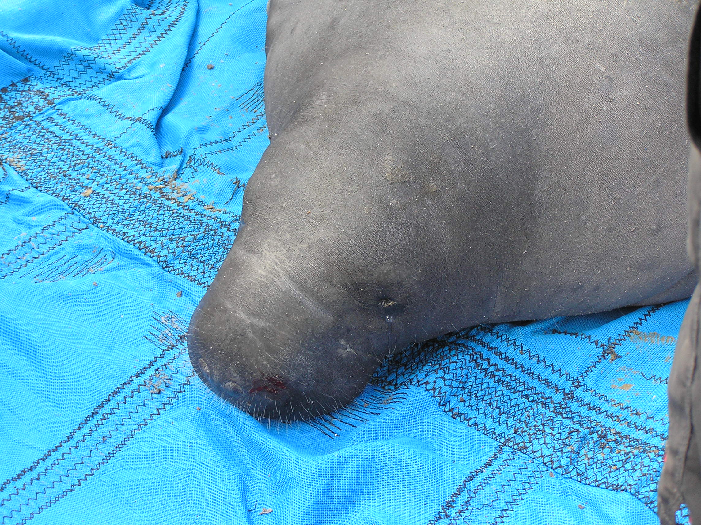 Close-up of a large Florida manatee resting on a blue tarp.