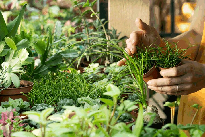 Hands holding a small terracotta pot amid a table full of potted plants and herbs.