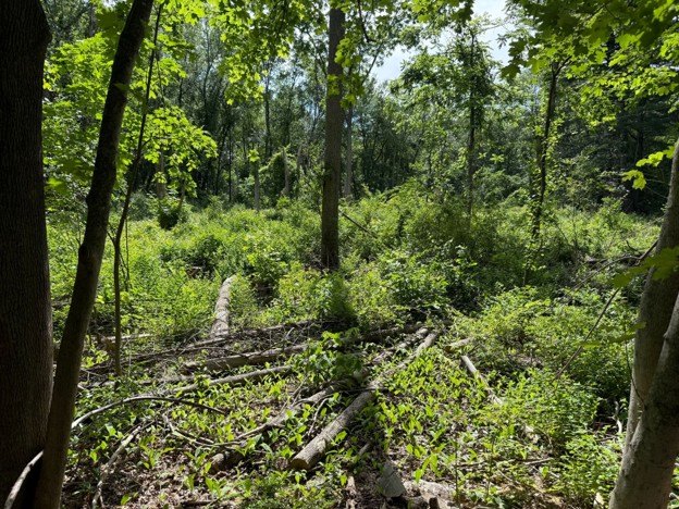 Dense green undergrowth and fallen cut branches cover a forest floor between mature trees.