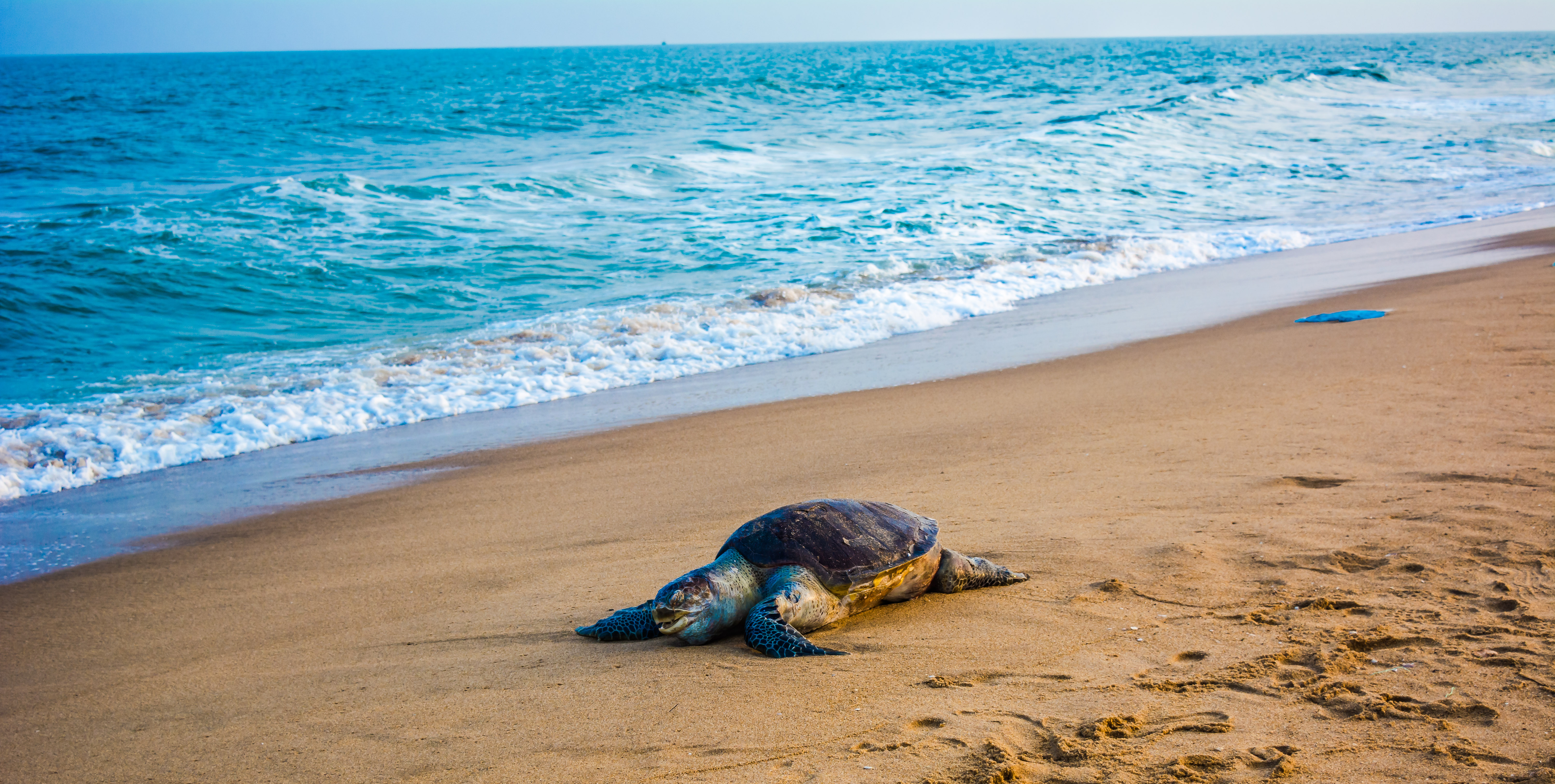 An olive ridley sea turtle crawls across wet sand toward ocean waves.