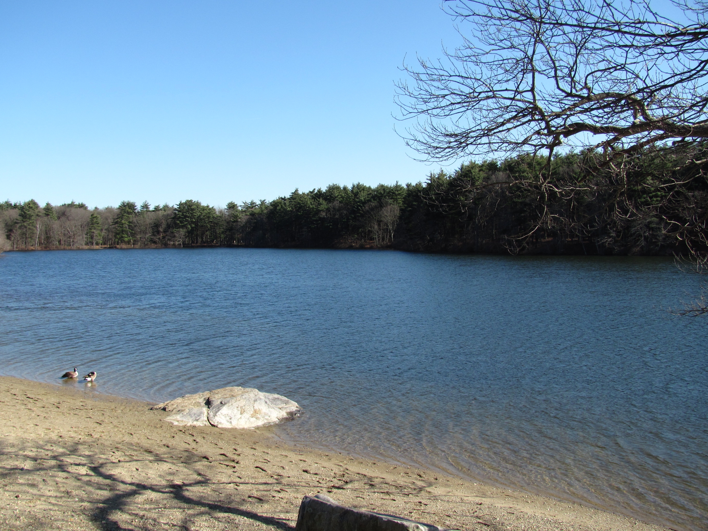 Calm pond with a sandy beach, a large boulder in the shallows, and a wooded far shore.