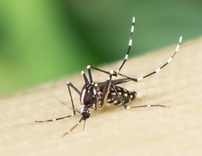 Close-up of an Aedes mosquito with black-and-white striped legs resting on a surface.