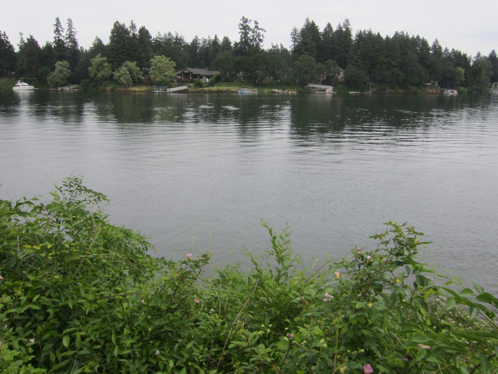 Calm lake with green shrubs in foreground and residential structures on far shore