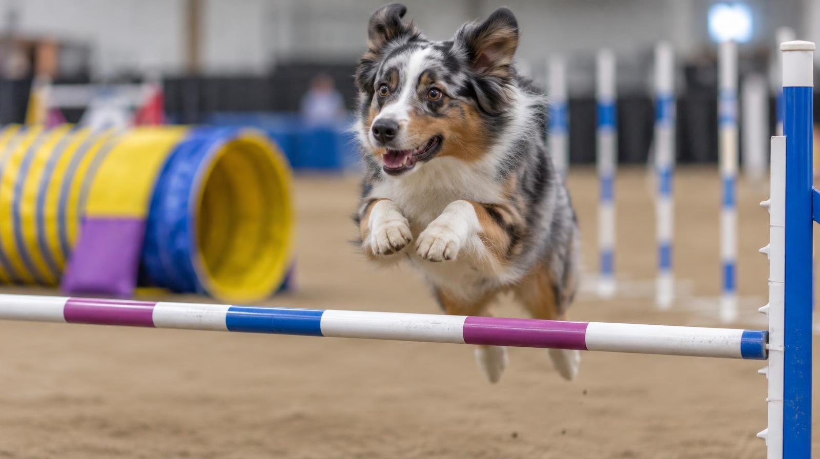 A dog leaps over a colorful hurdle bar on an indoor agility course.