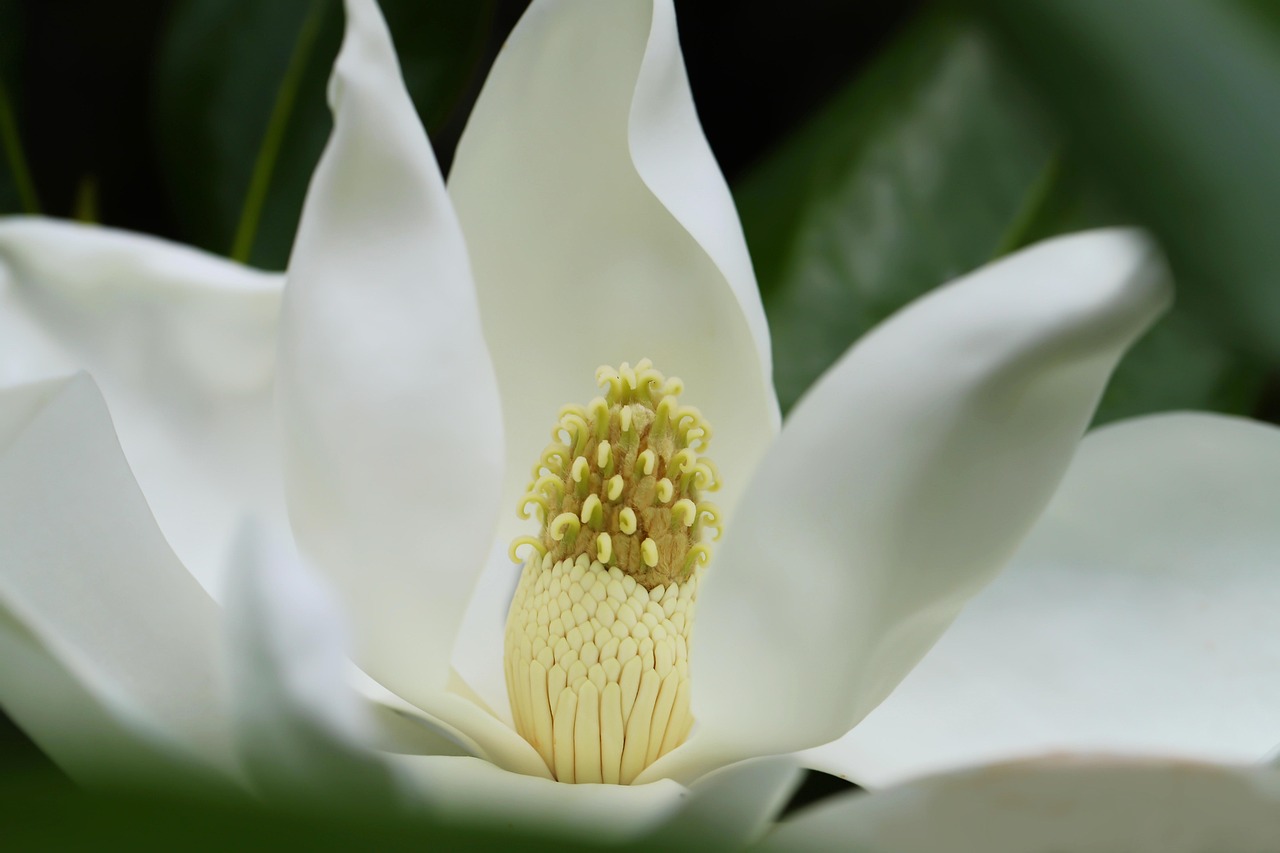 Evergreen magnolia, large-flowered magnolia, magnolia, flower wallpaper, flower, nature, flora, flower background, close