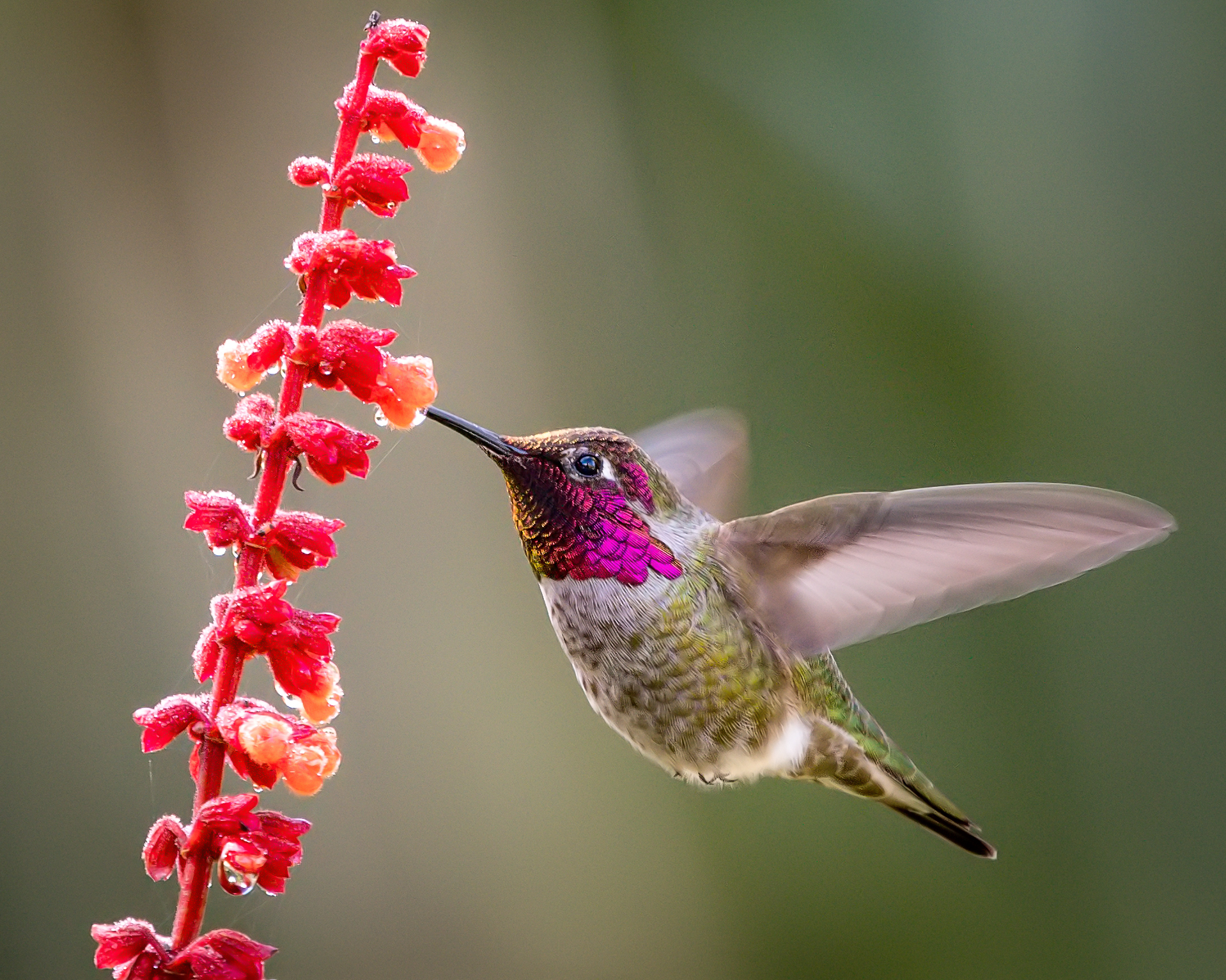 A hummingbird with a bright magenta throat hovers at a red flower stalk.