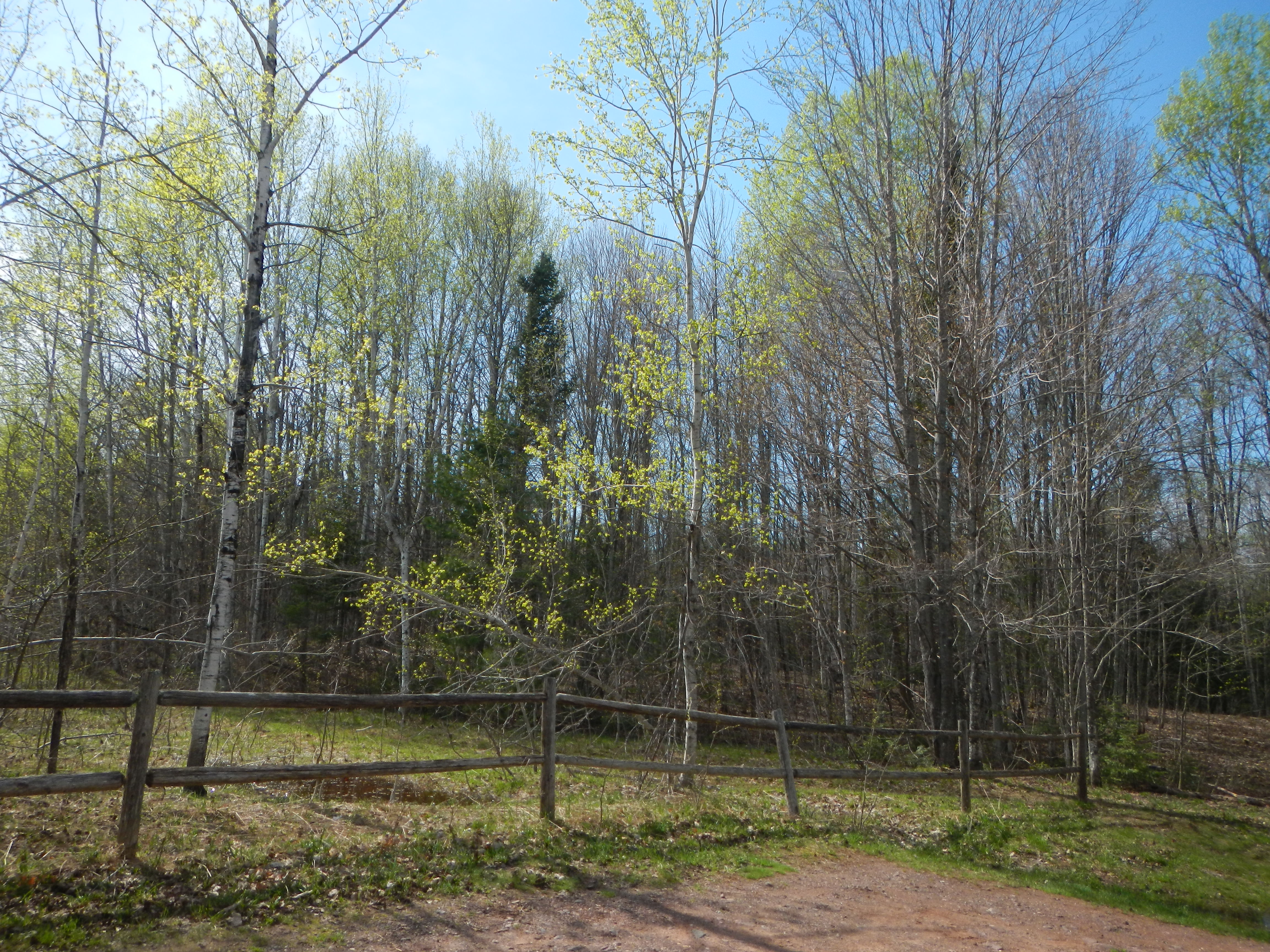 Dirt path lined by a wooden split-rail fence through a leafy mixed forest.