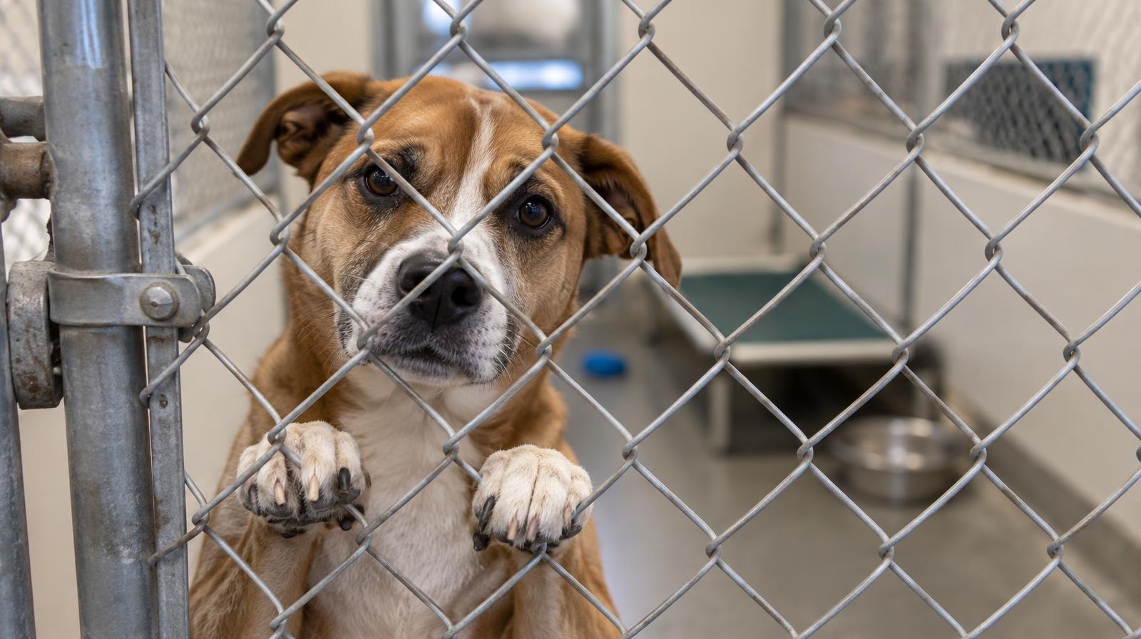 A dog rests its paws on a chain-link kennel gate inside a shelter.