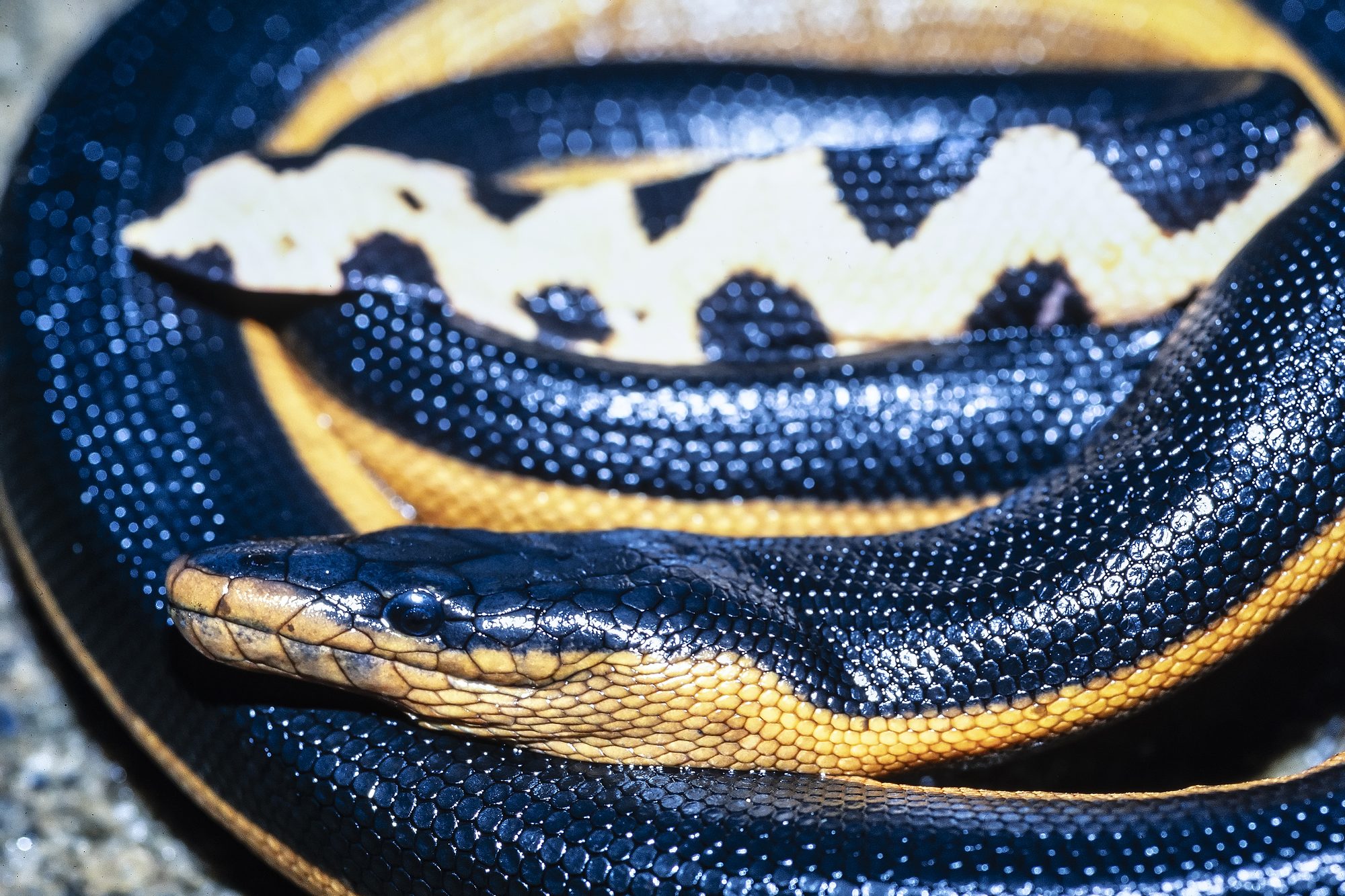 Yellow-bellied Sea Snake