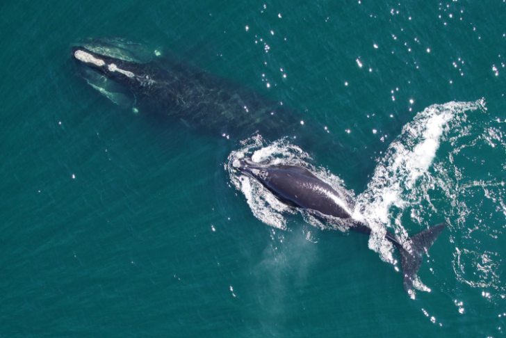 Aerial view of a North Atlantic right whale and her calf swimming in open ocean.