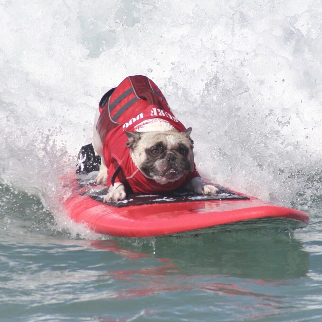 A French Bulldog in a red life vest rides a red surfboard on an ocean wave.