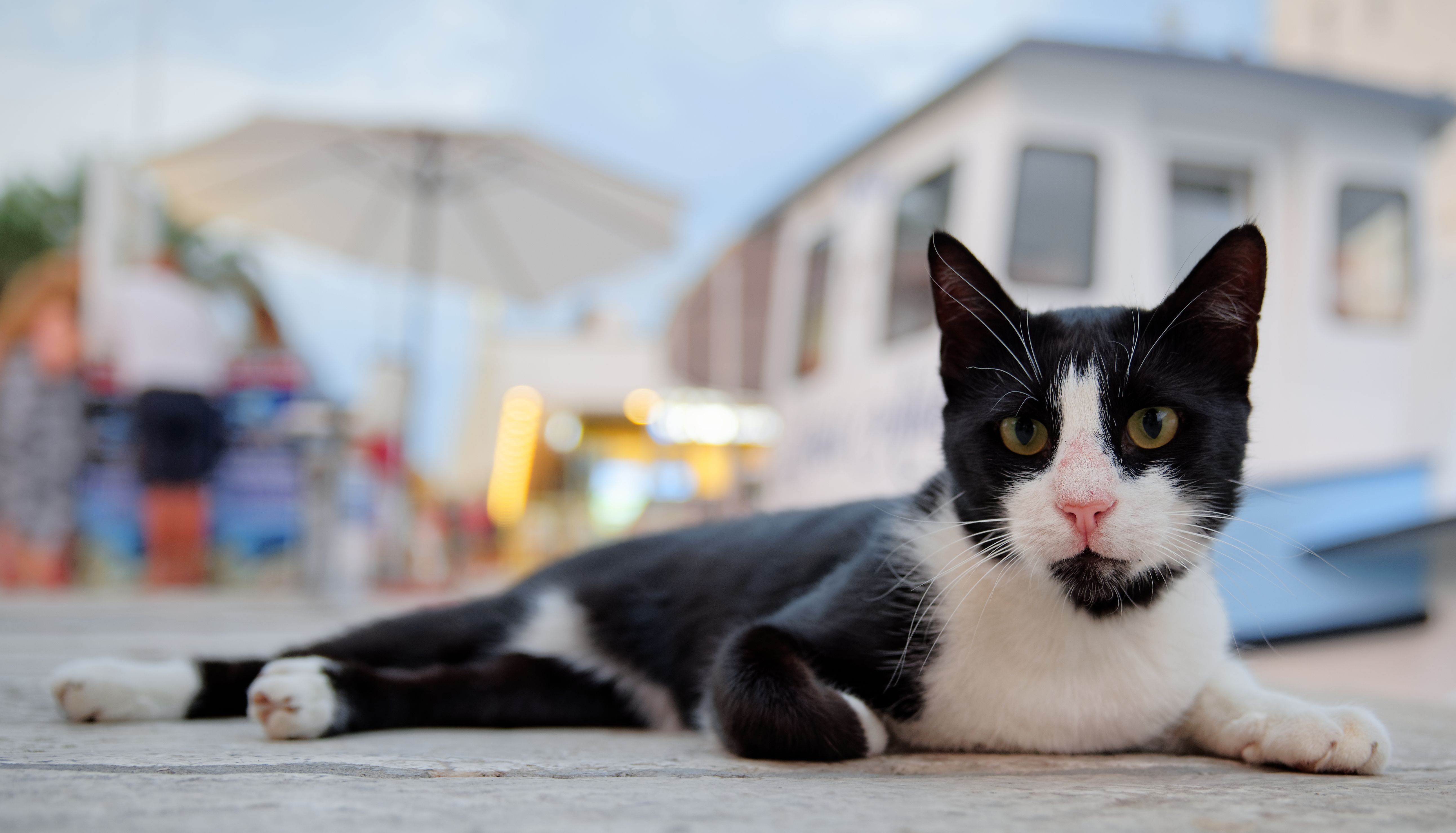 A black-and-white cat lying on a paved outdoor surface, looking at the camera.
