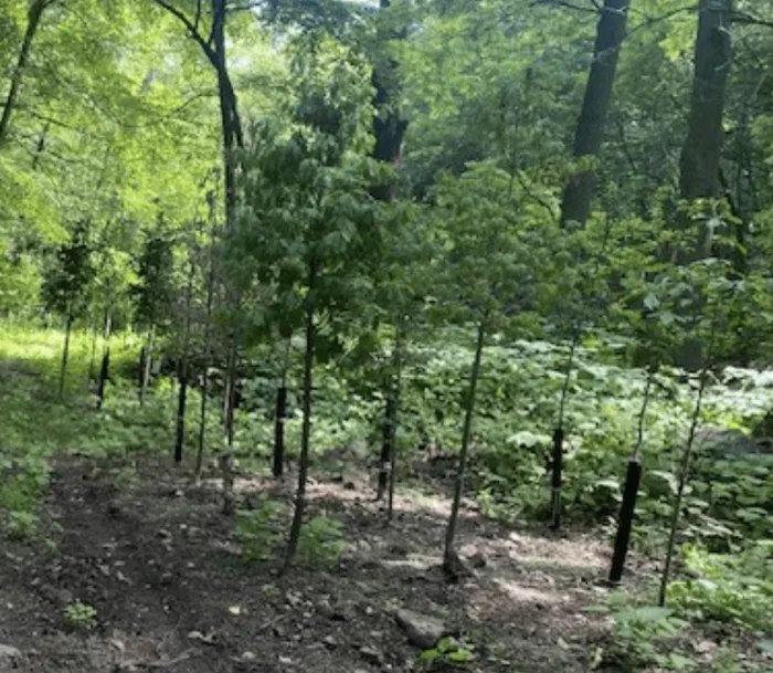 Young saplings with support stakes planted on a green, wooded hillside.
