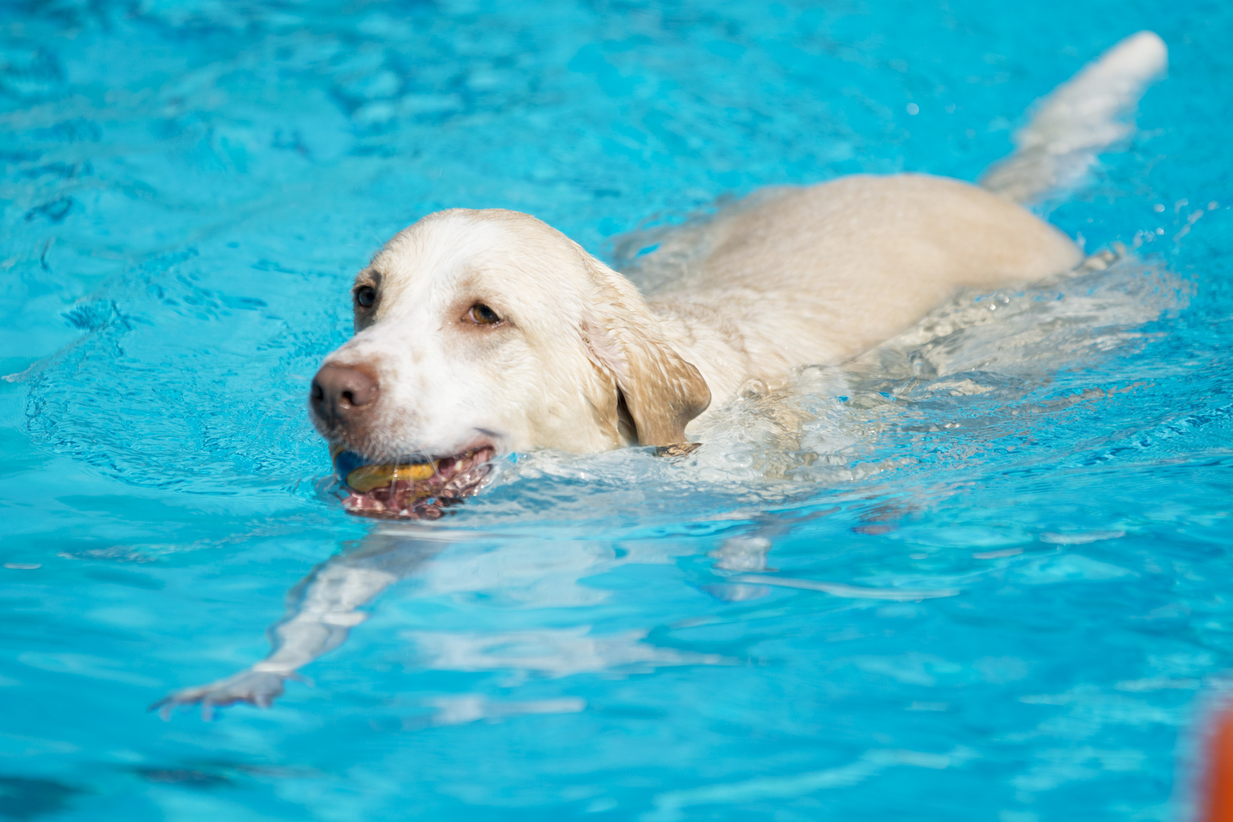 Yellow Labrador mix swimming in a bright blue pool with a ball in its mouth.