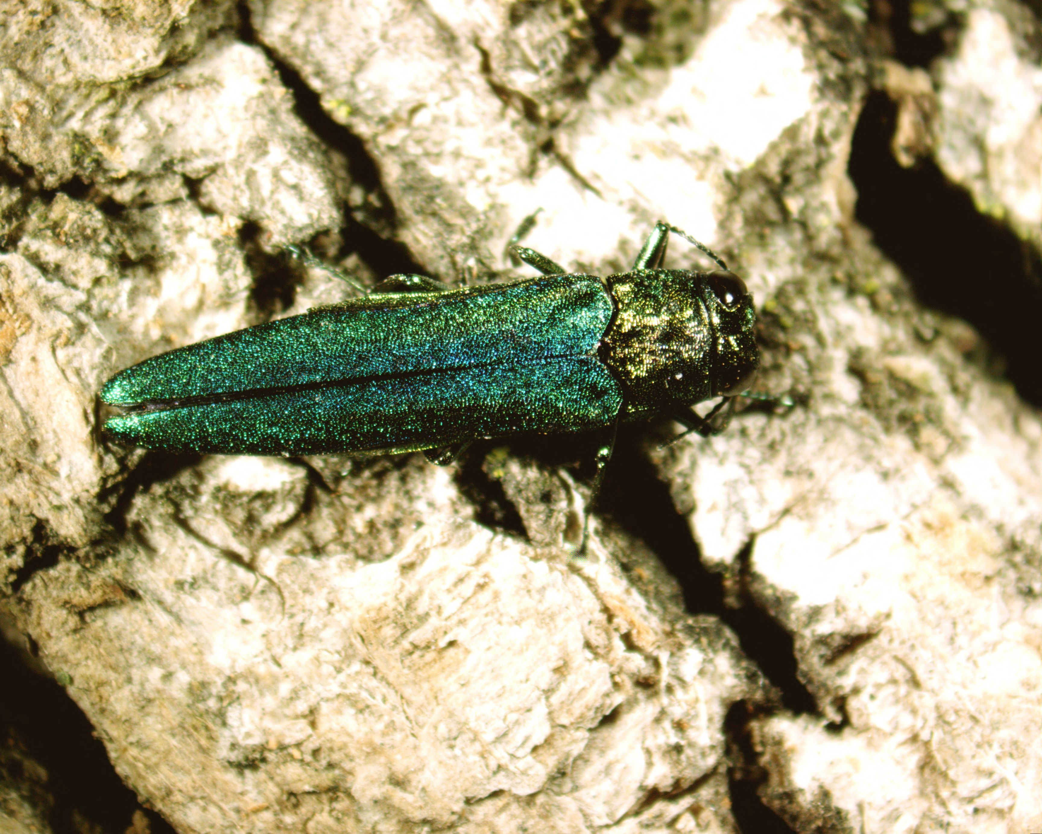 A metallic green beetle resting on rough gray tree bark.