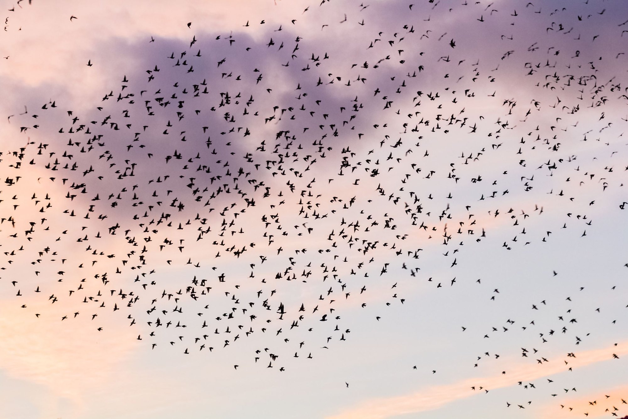 Hundreds of birds silhouetted against a pink and purple dusk sky.