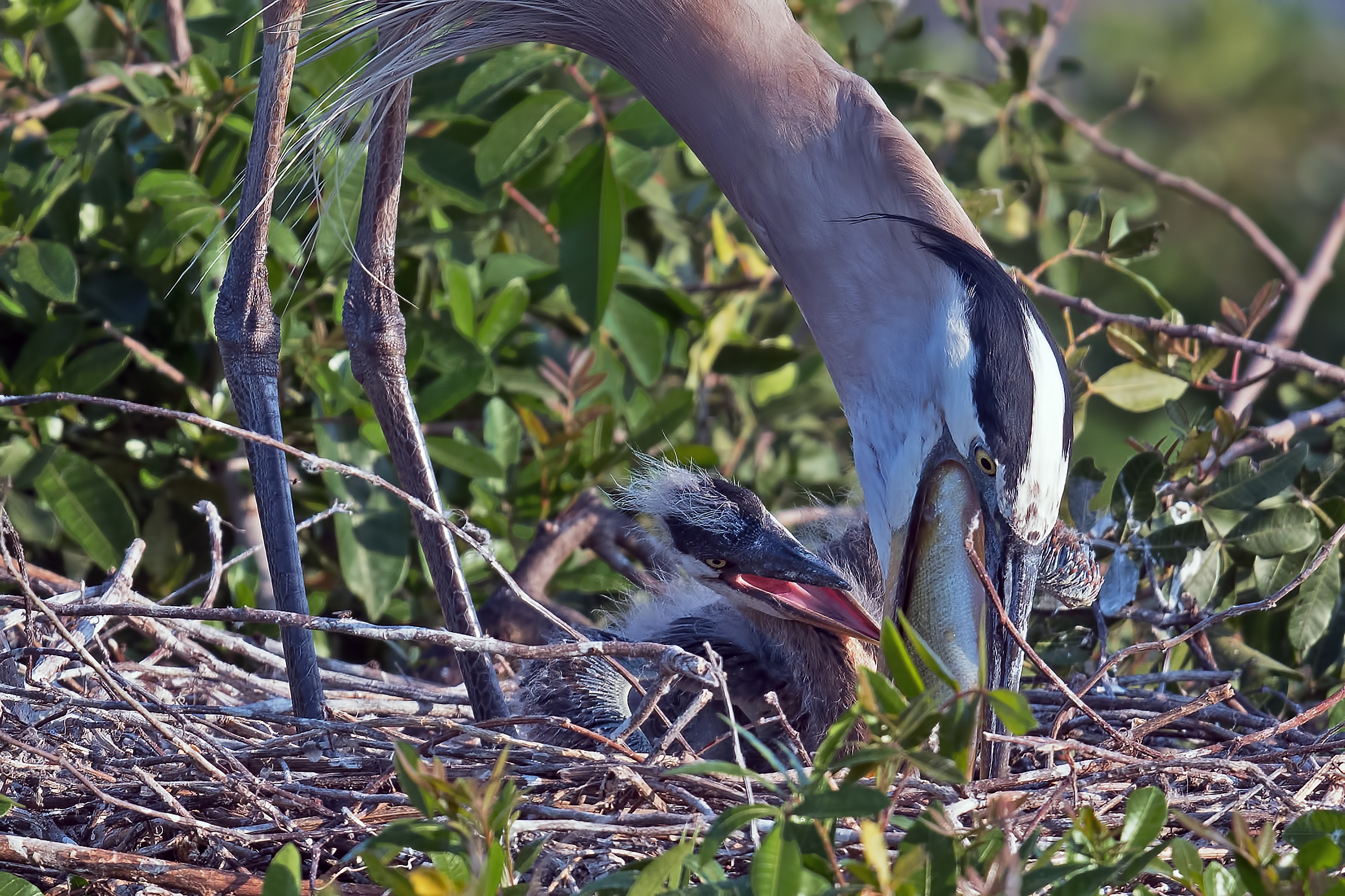 An adult great blue heron leans down to feed a chick in a stick nest.