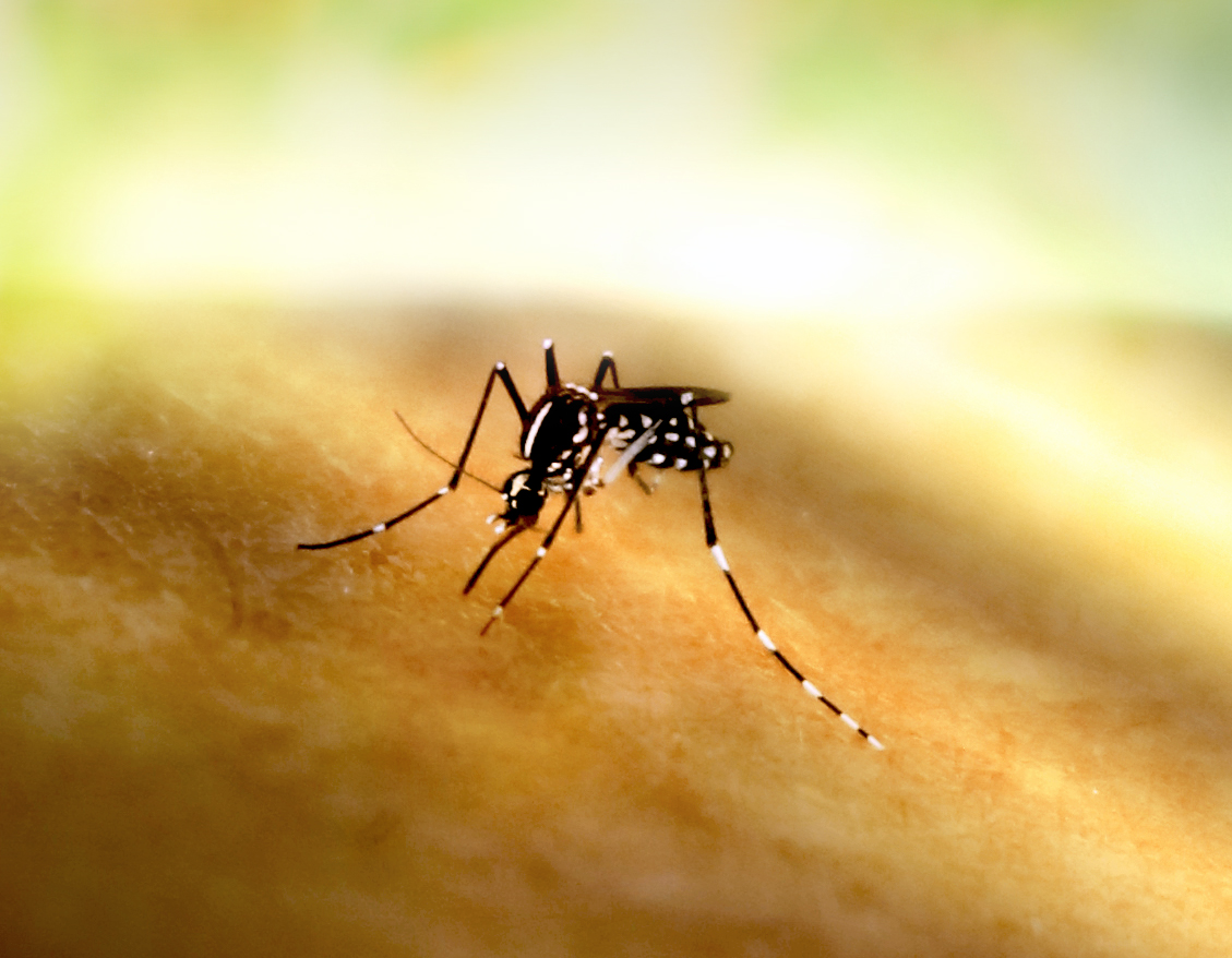 Close-up of a black-and-white patterned mosquito resting on human skin.