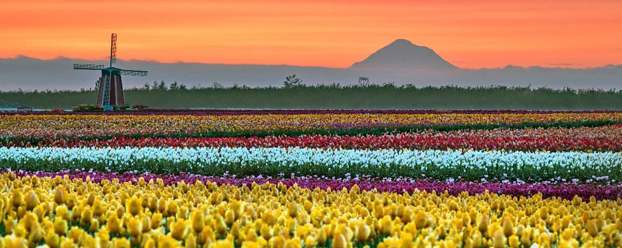 Colorful tulip rows at a farm with a windmill and snow-capped mountain in the background.