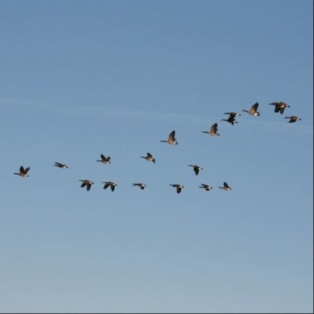 A flock of Canada geese flying in a V-formation against a clear blue sky.