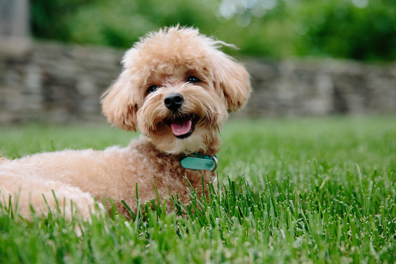 Puppy, dog, pet, animal, doggy, nature, poodle, pup, brown, canine, green animals, green pets