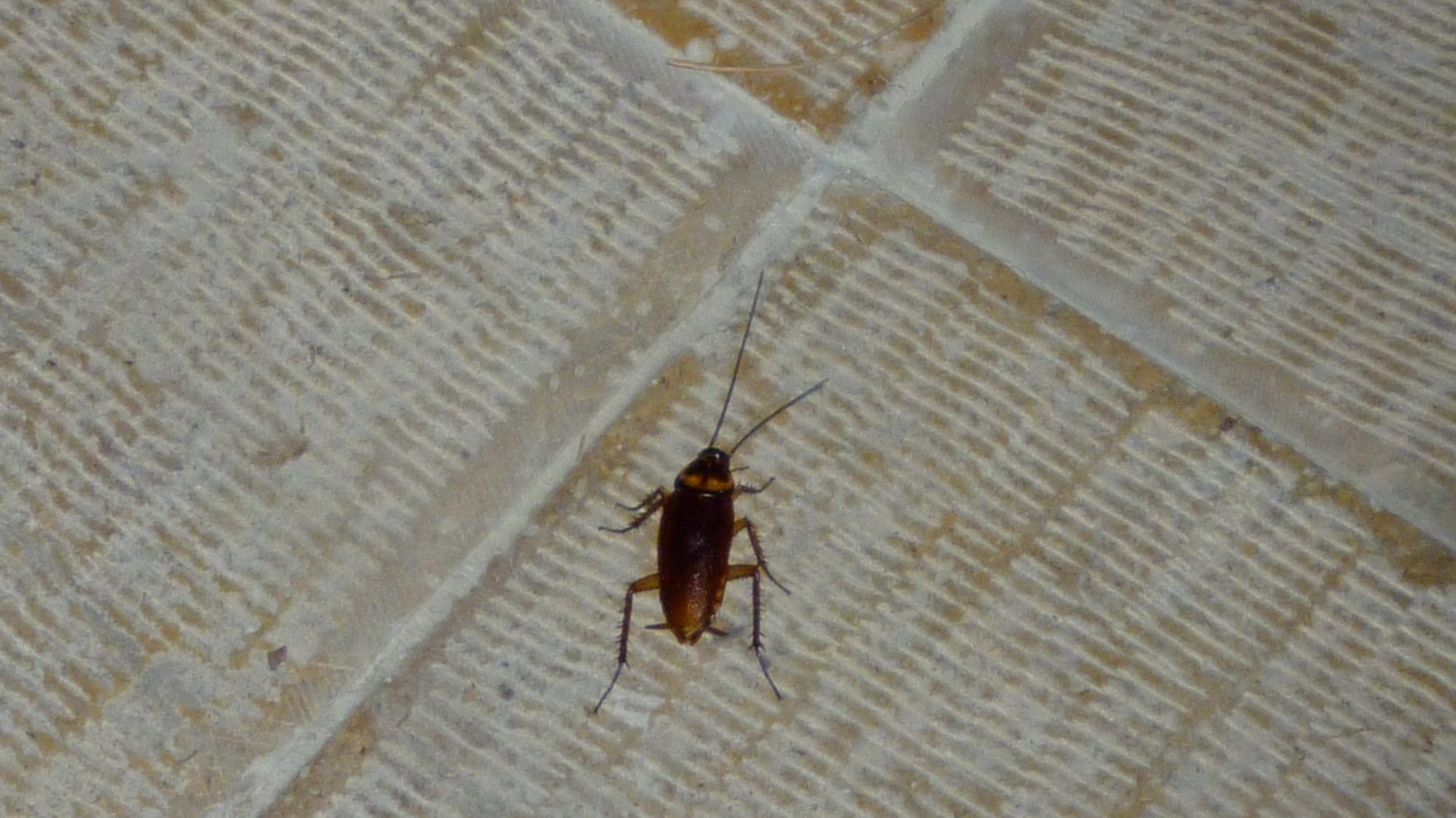 A cockroach taken on a tiled floor outside, zoomed in revealing details. ISO-100