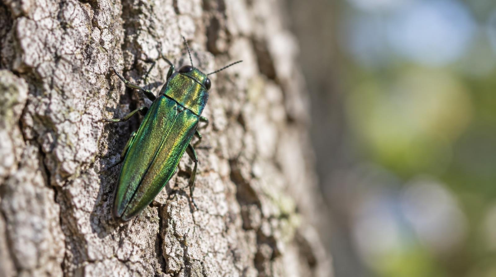 A bright green beetle resting on rough gray tree bark.