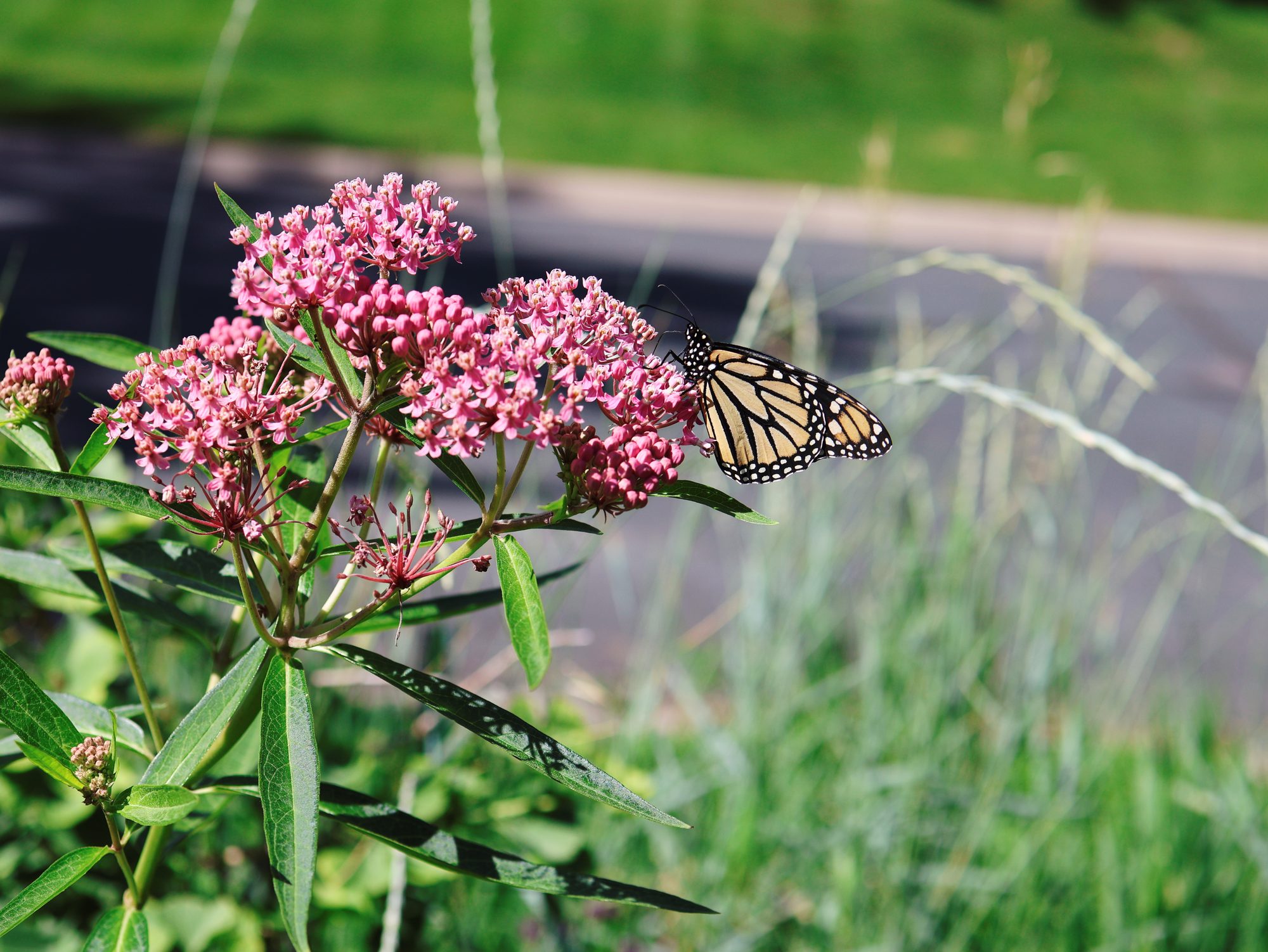 Monarch butterfly perched on a pink milkweed flower in a vibrant green outdoor setting