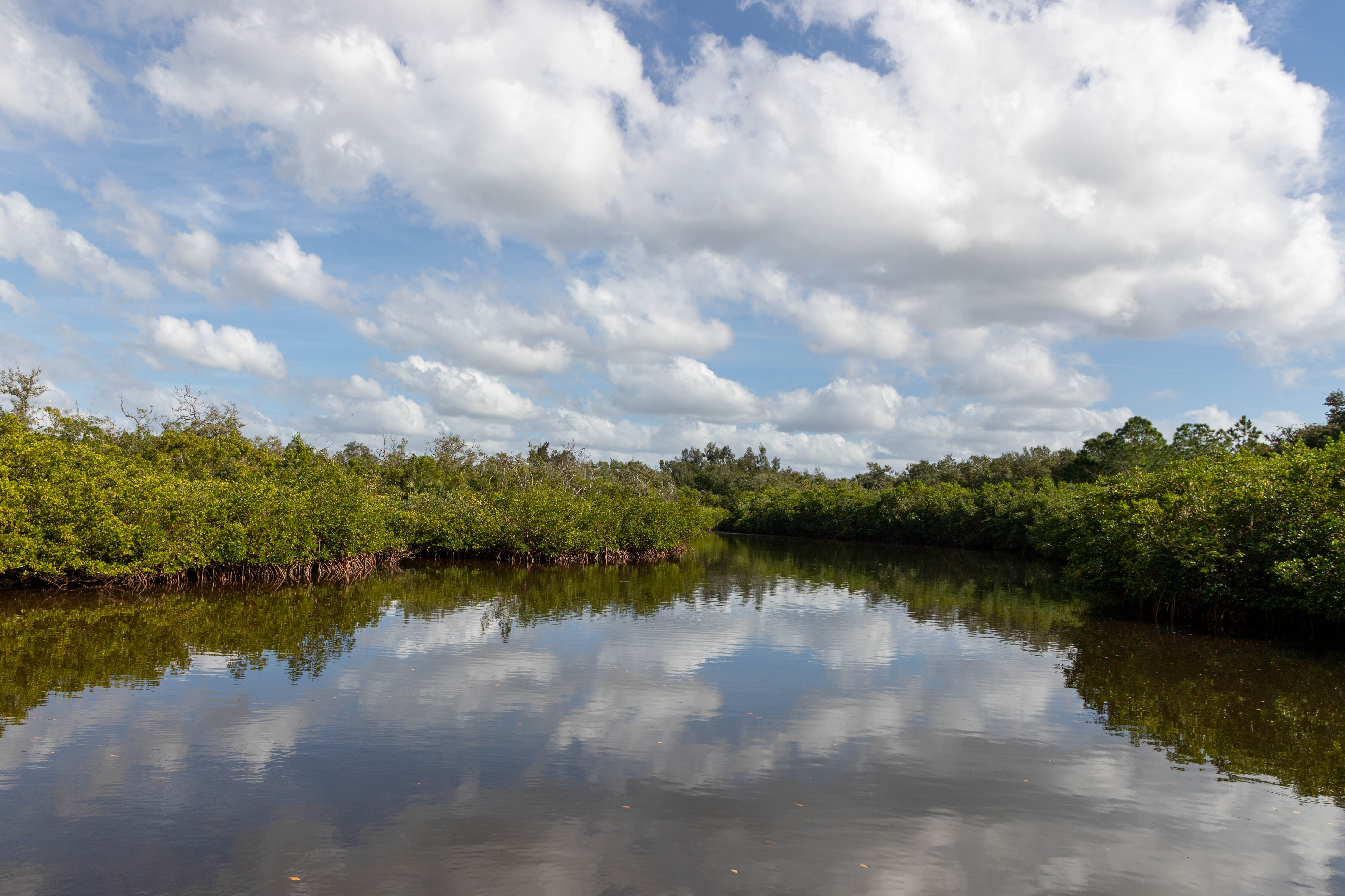 A calm tidal channel winds through dense green mangrove forest.