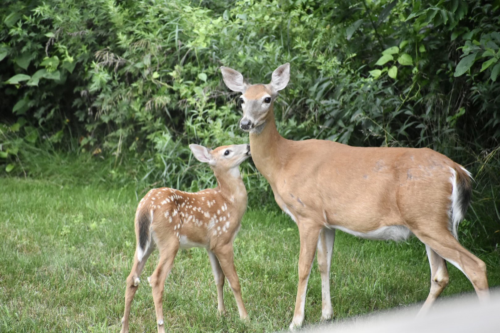 A white-tailed doe and spotted fawn standing together on a grassy lawn.