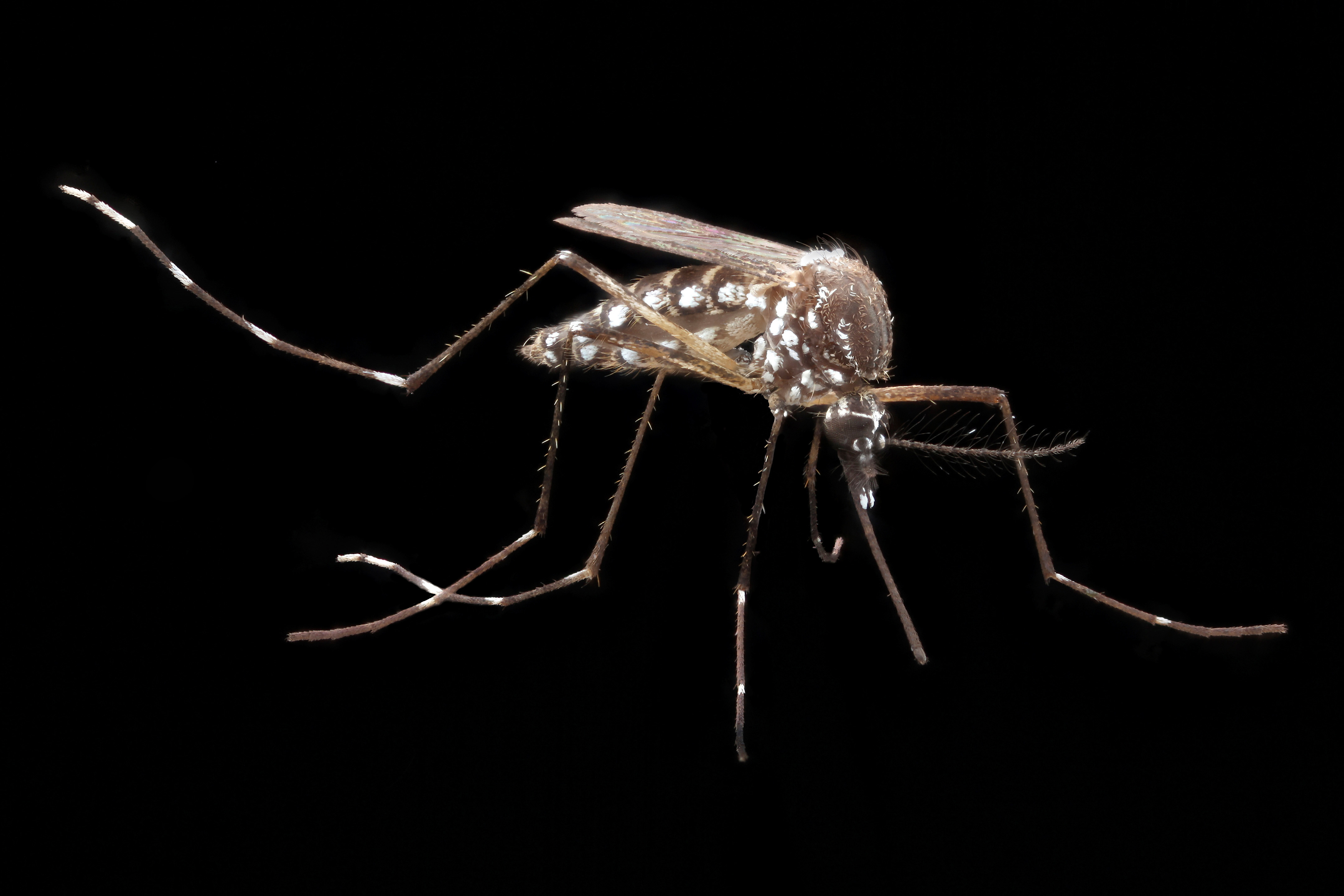 Macro photo of an Aedes aegypti mosquito with white spotted markings against a black background.