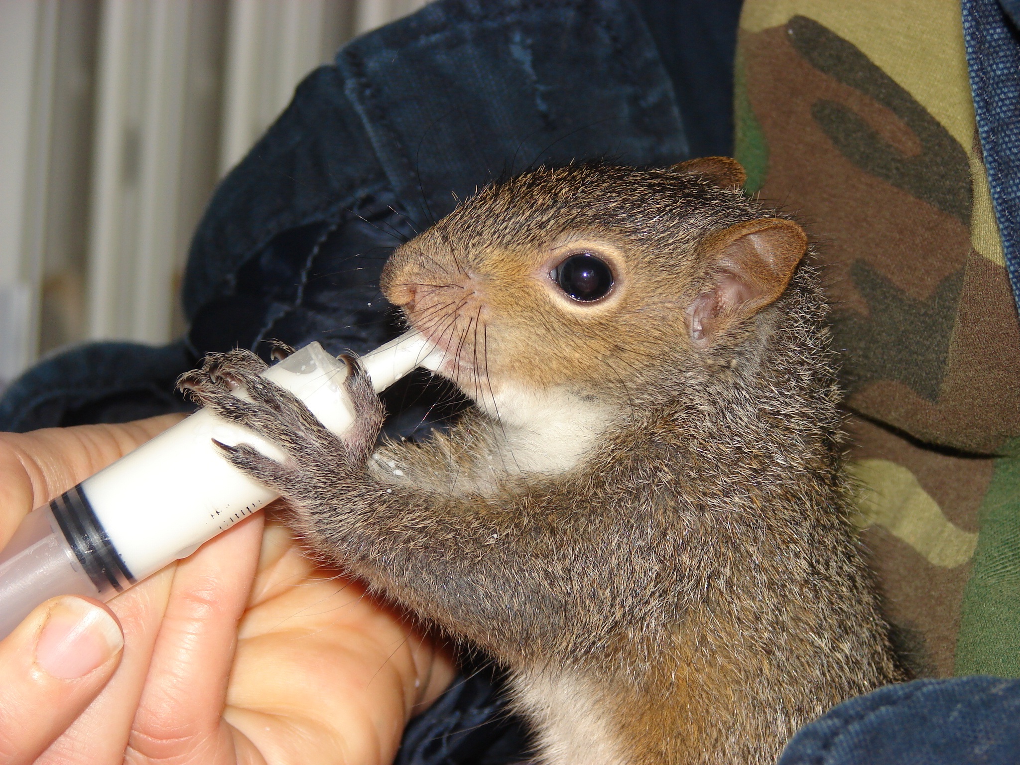 A tiny baby squirrel grips a syringe while being hand-fed white formula.