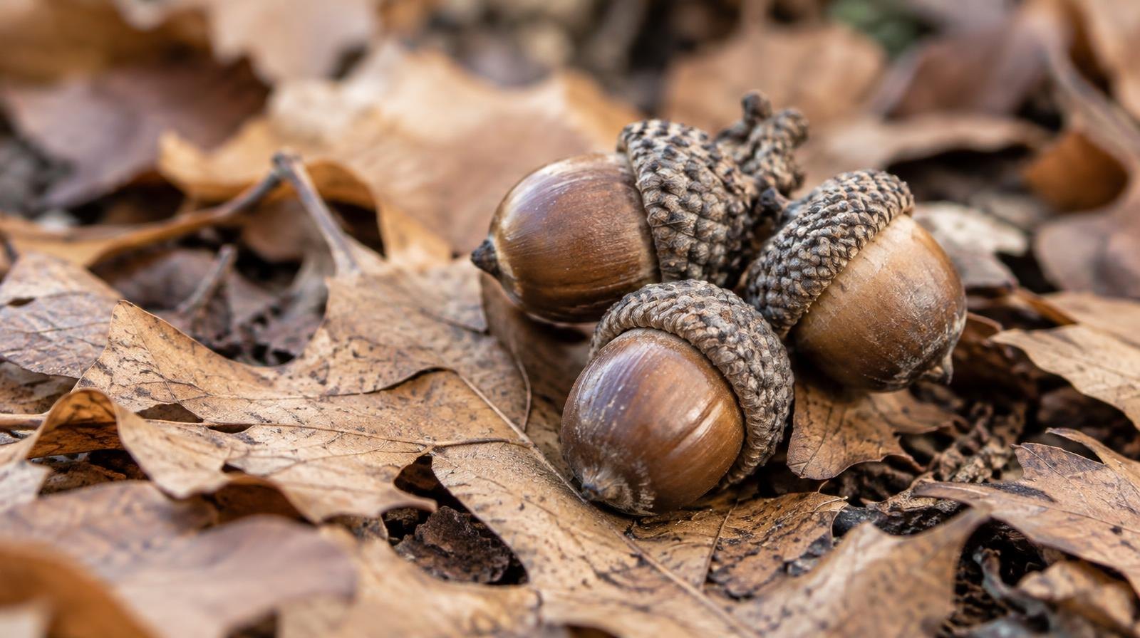 A cluster of ripe acorns with caps attached rests on dried oak leaves.