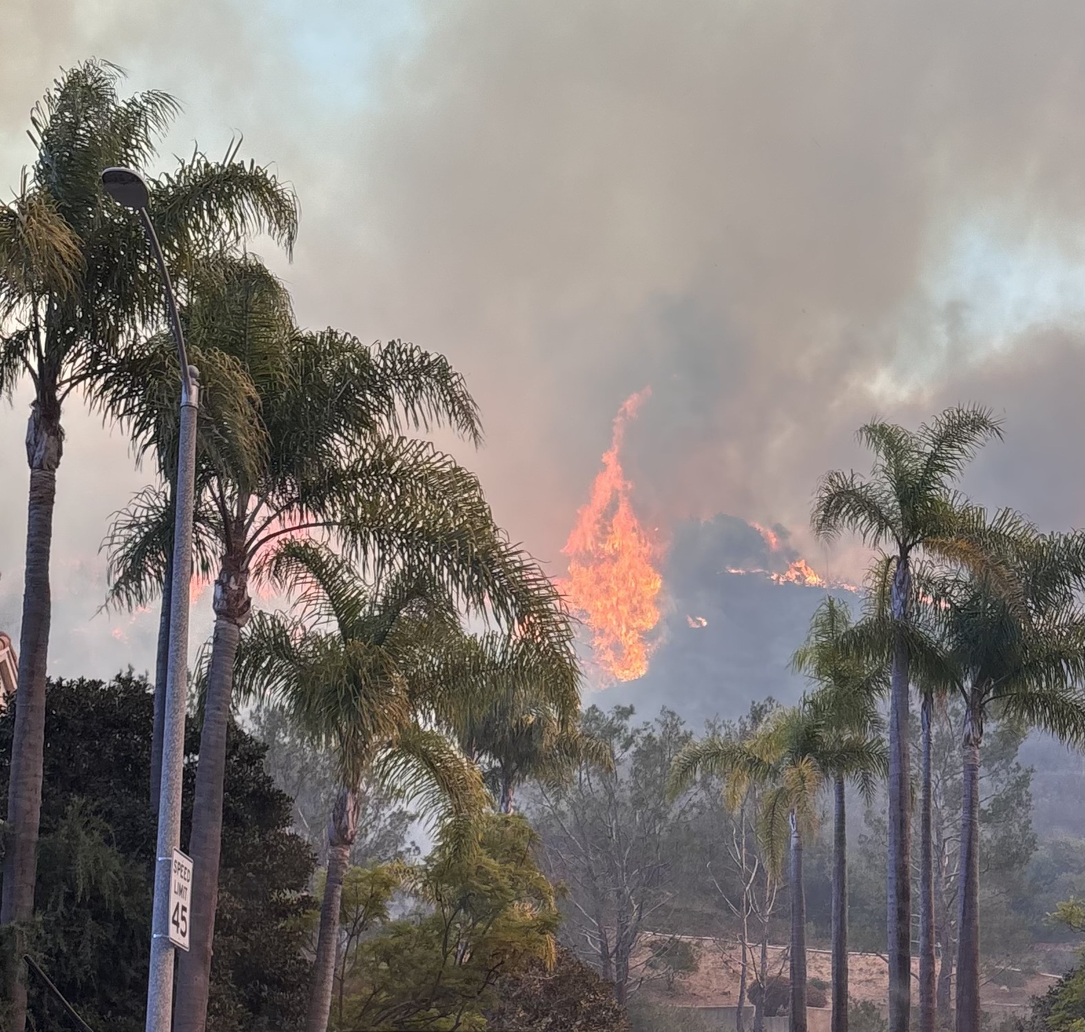 Tall flames and thick smoke engulf a hillside, seen through a row of palm trees.