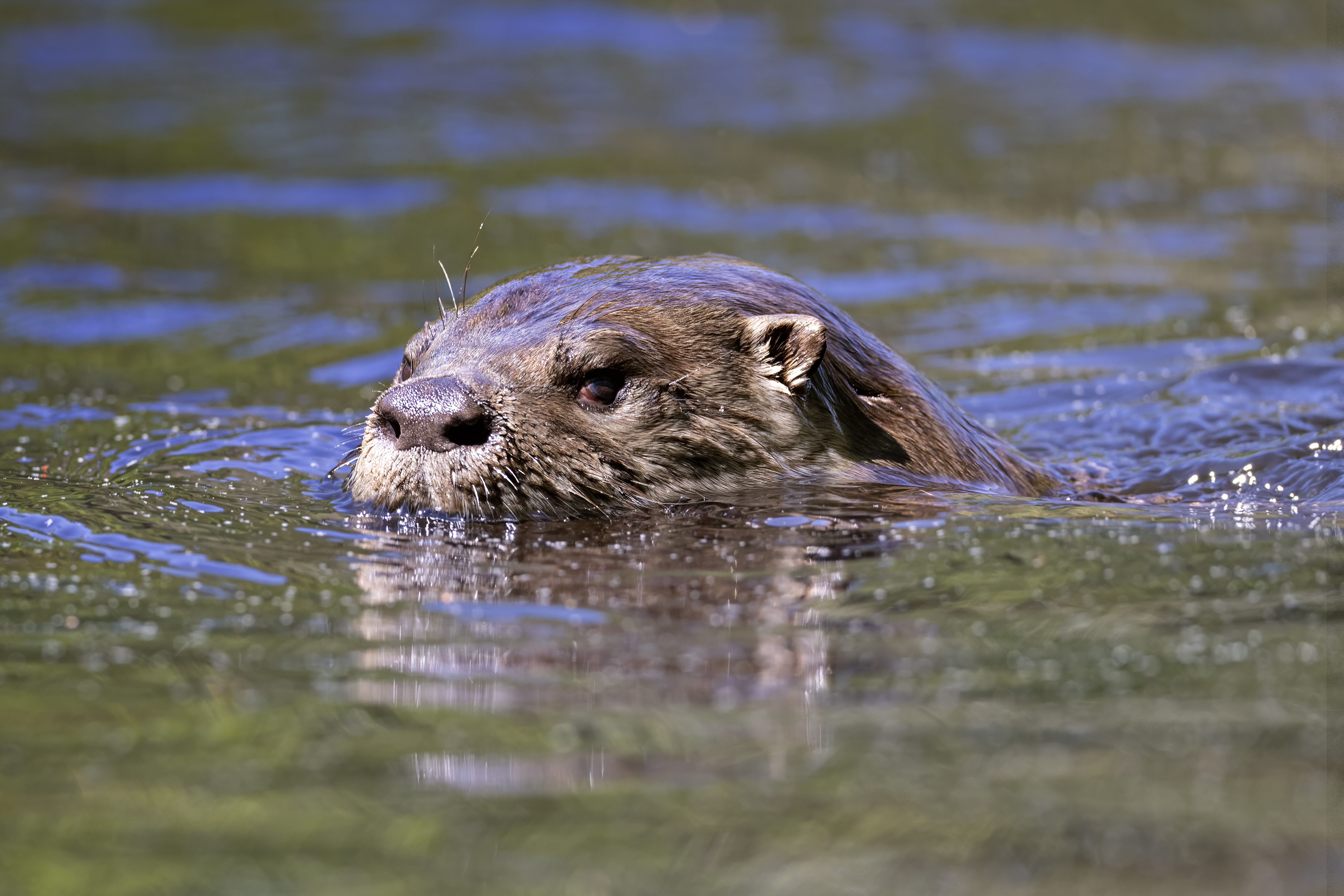 A river otter swims with its head raised above calm water.