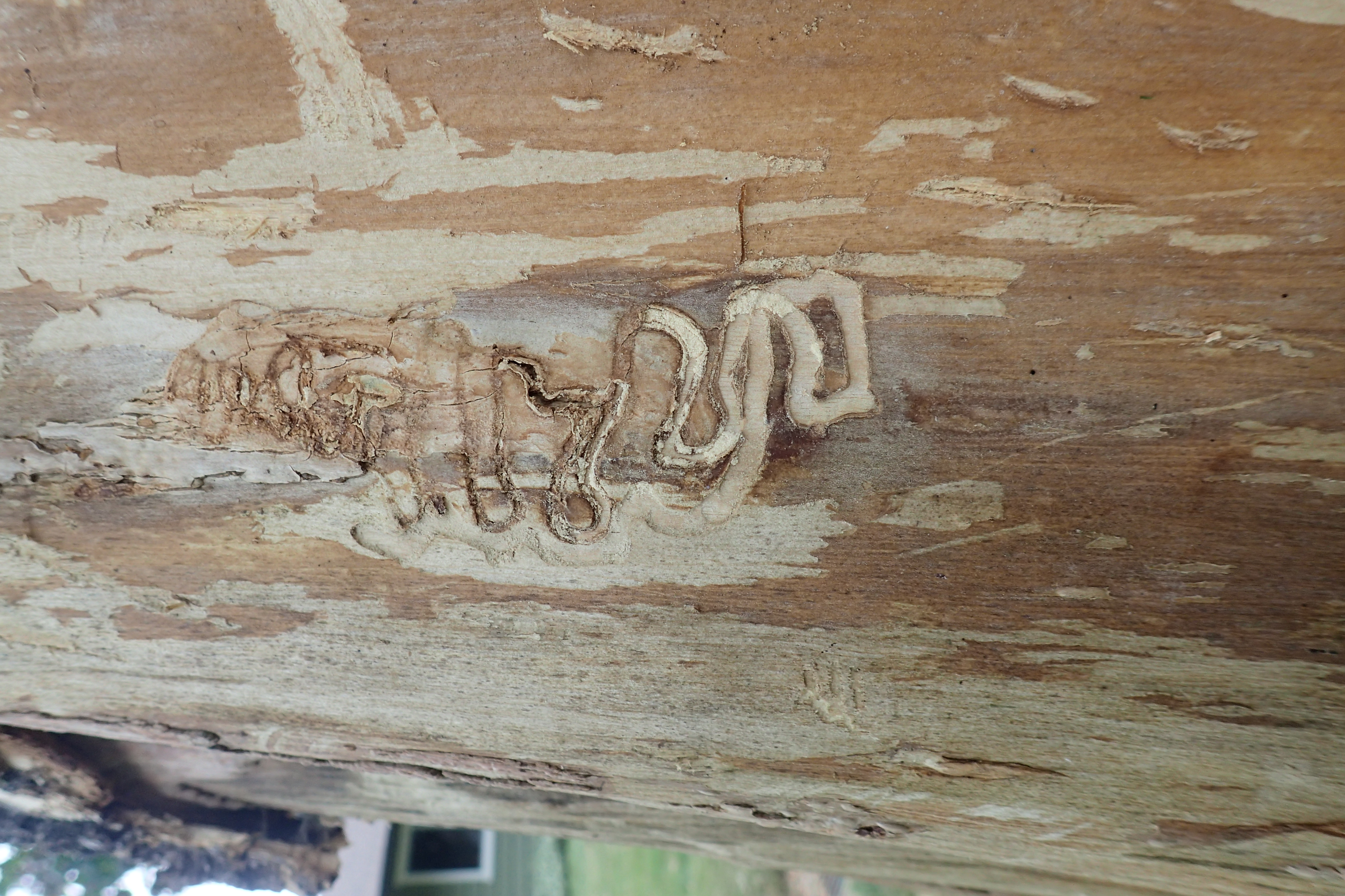 Peeled tree bark revealing winding S-shaped tunnels carved by beetle larvae underneath.