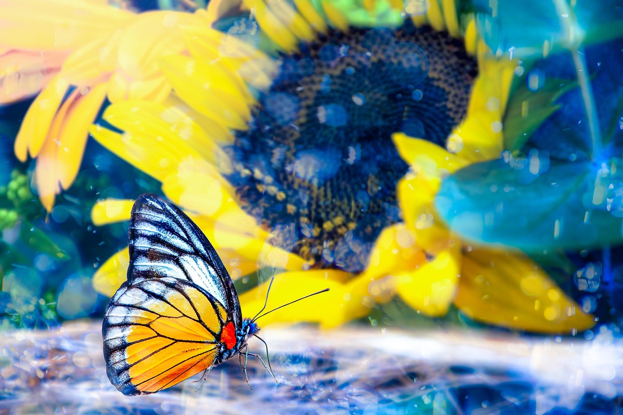 Butterfly, sunflower, nature wallpaper, yellow wallpaper, pollination, butterfly garden, ornamental plant, flora and fau
