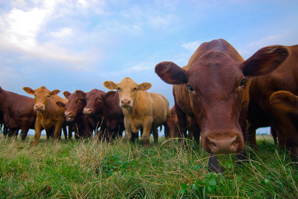 Brown beef cattle stand in a green grassy pasture under a partly cloudy sky.