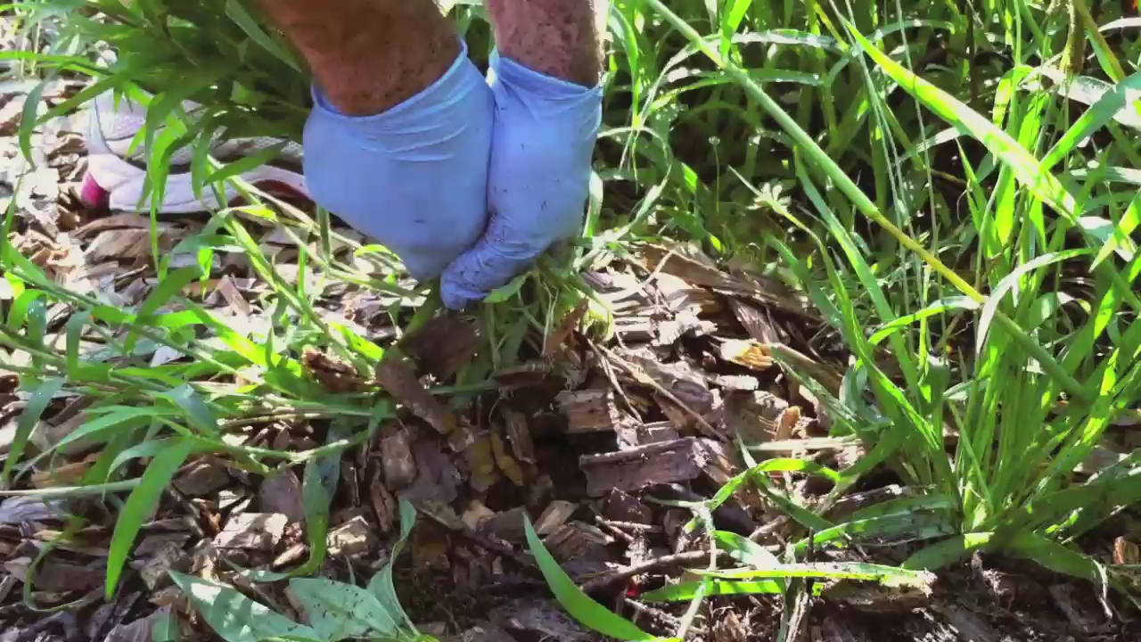 A person wearing blue gloves tends a garden bed with mulch and green plants.