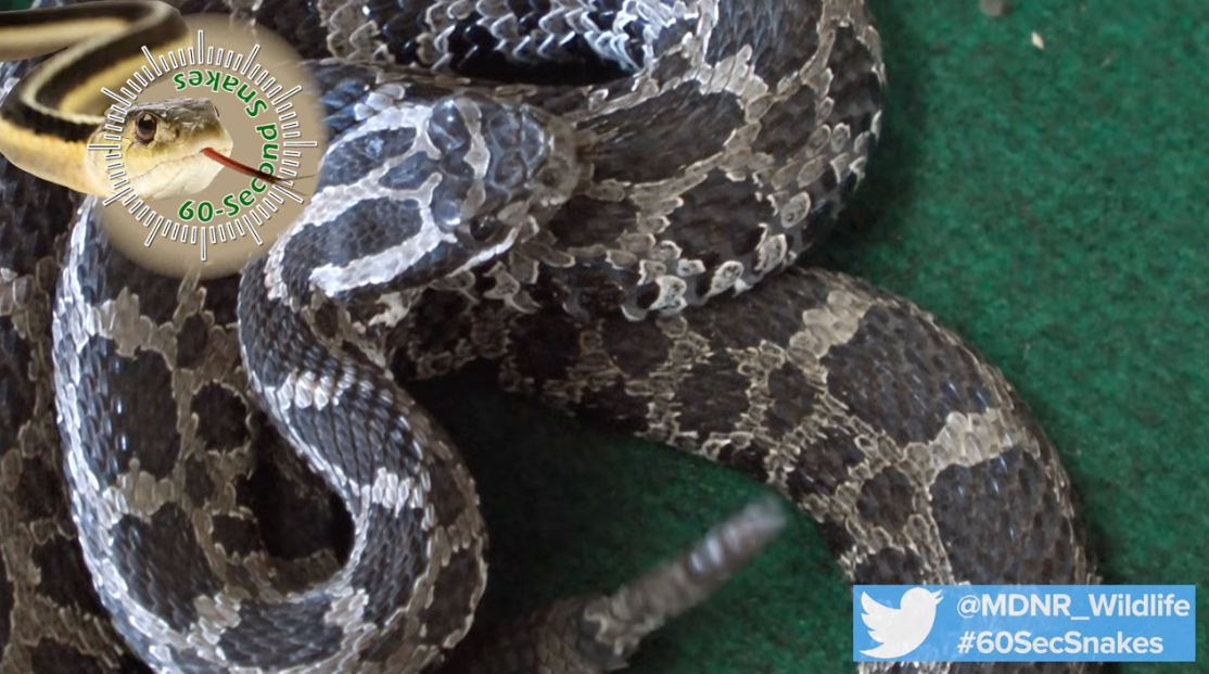 A close-up photo of a coiled eastern massasauga rattlesnake with dark blotches on gray-brown scales, resting on green fabric, with a '60-Sec Snakes' logo and the Michigan DNR Wildlife Twitter handle overlaid from a DNR identification video.
