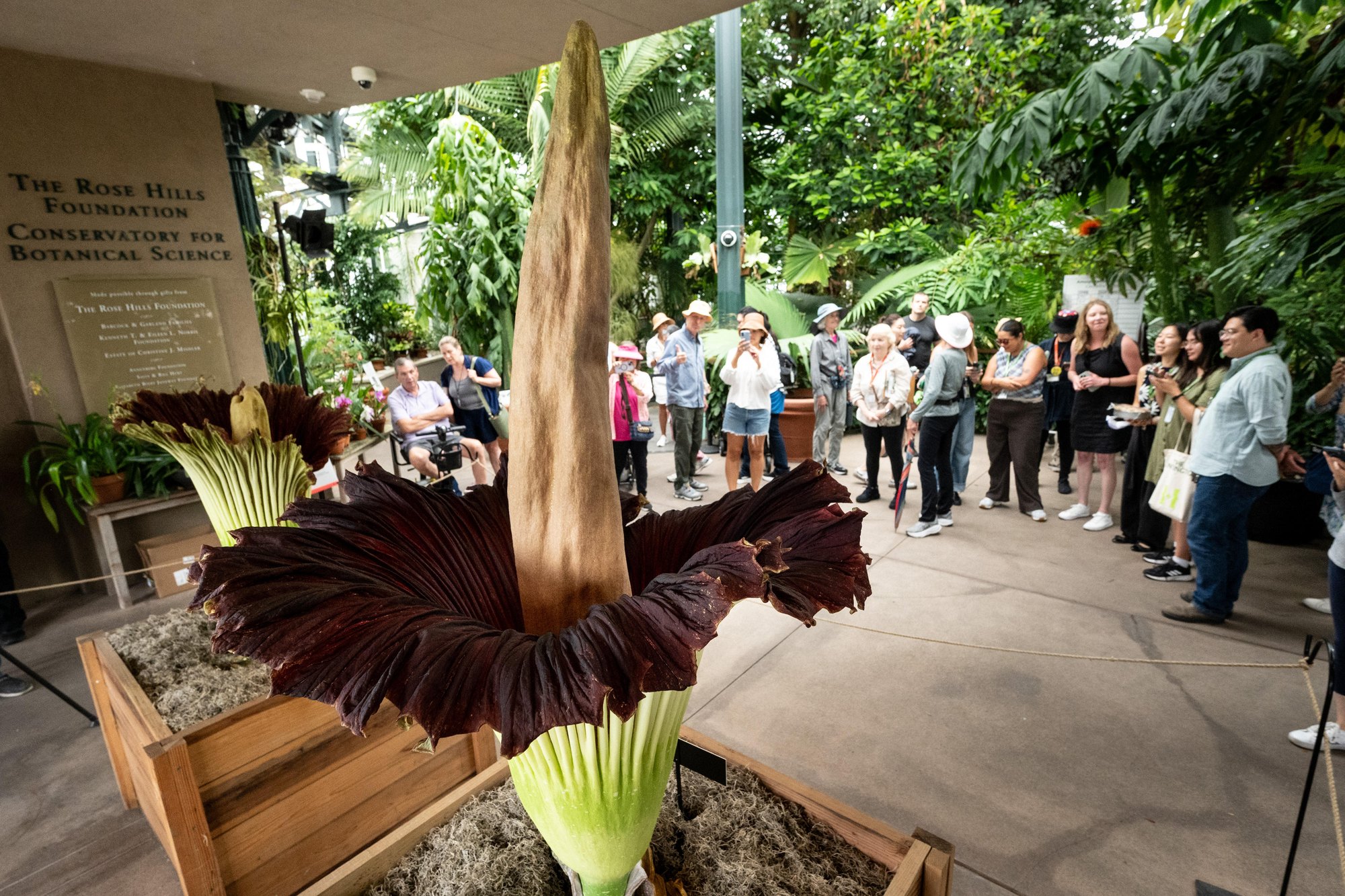 A large blooming corpse flower in a wooden planter inside a conservatory, with visitors lined up behind a barrier to view it.