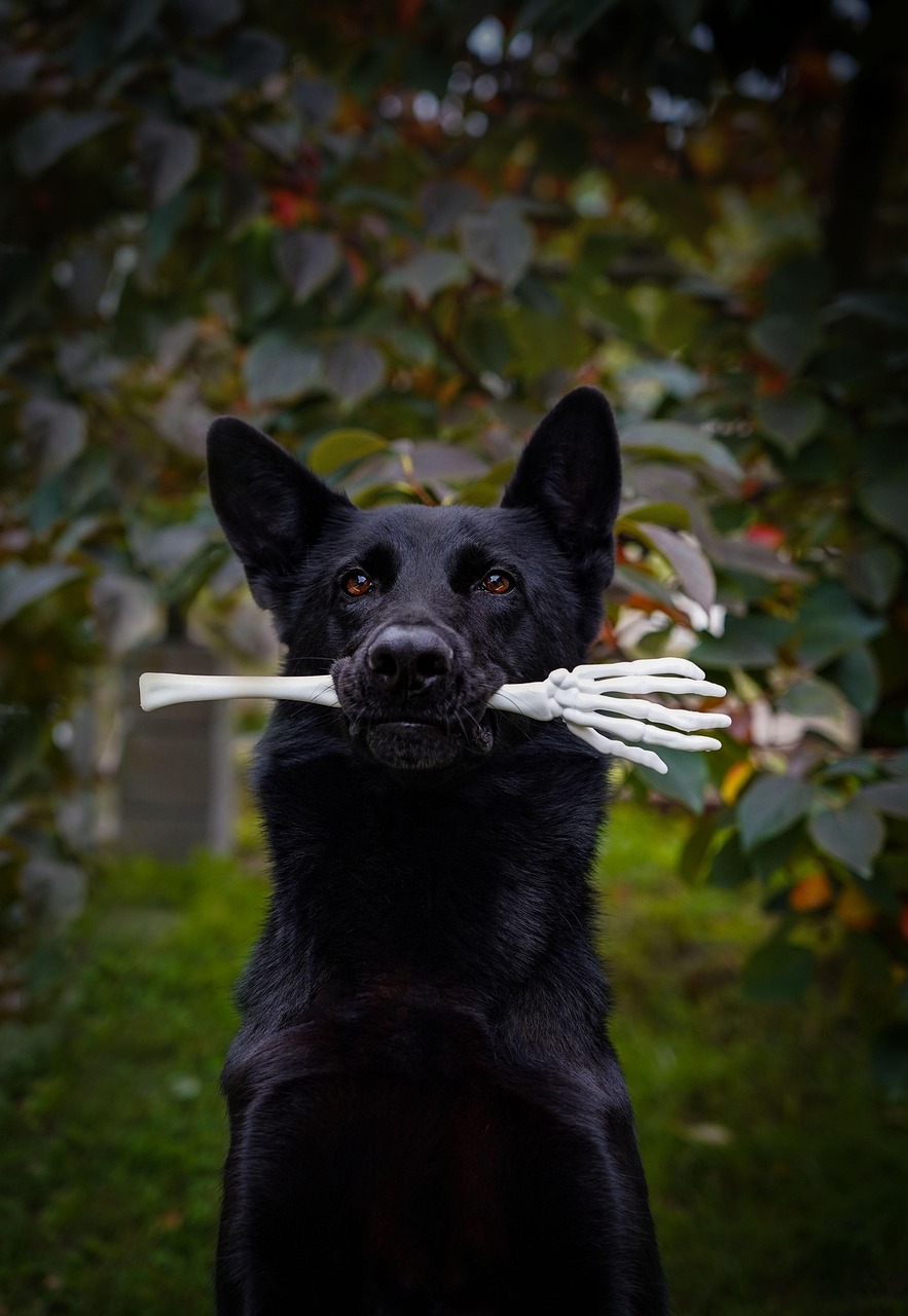 Halloween, german shepherd, backyard, dog, canine, pet, animal, nature, outdoors, black dog