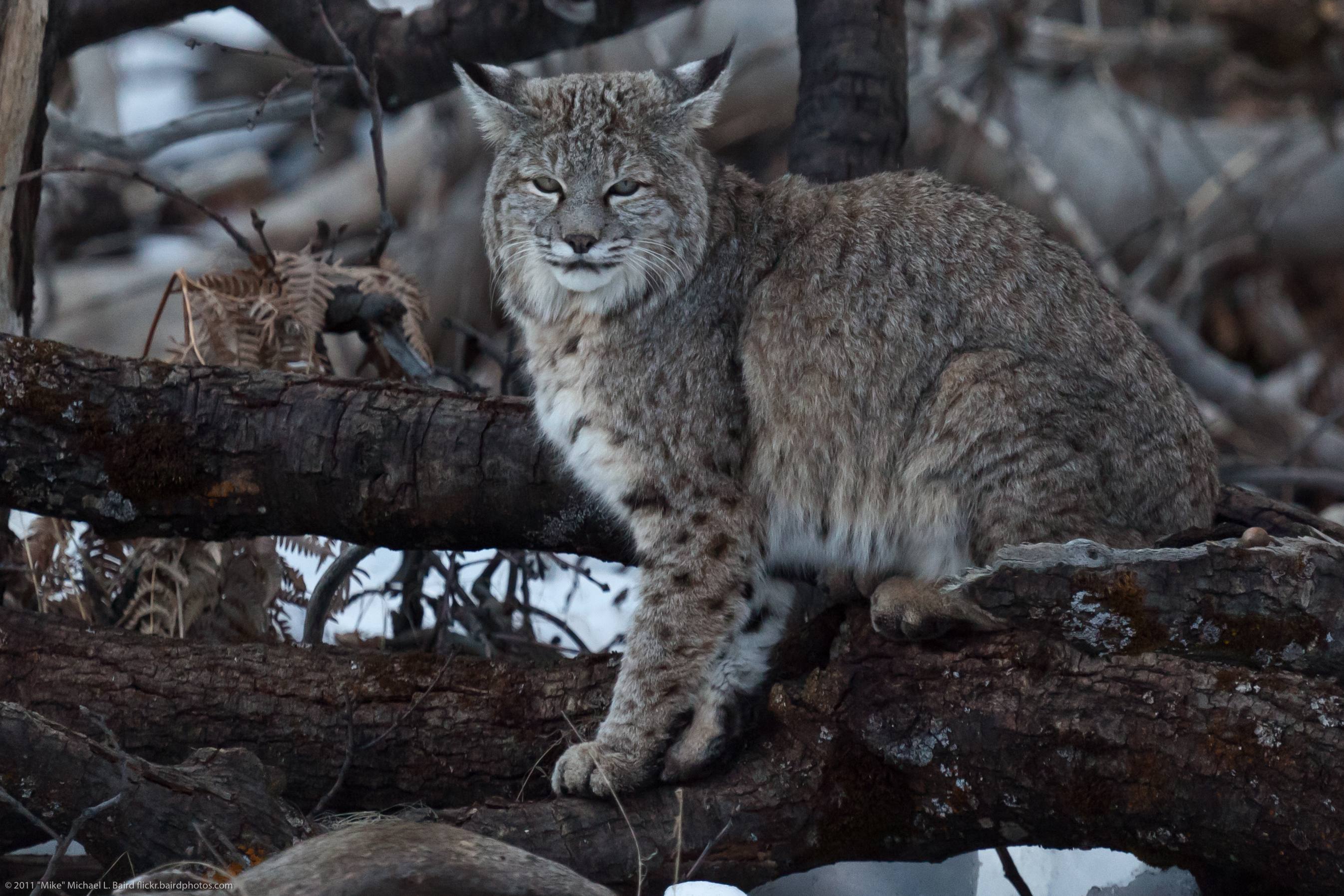 A bobcat with spotted fur and tufted ears perched on a log in a snowy forest.
